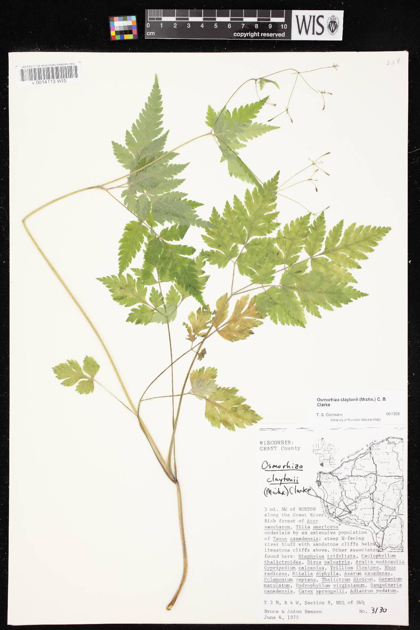 Osmorhiza claytonii image