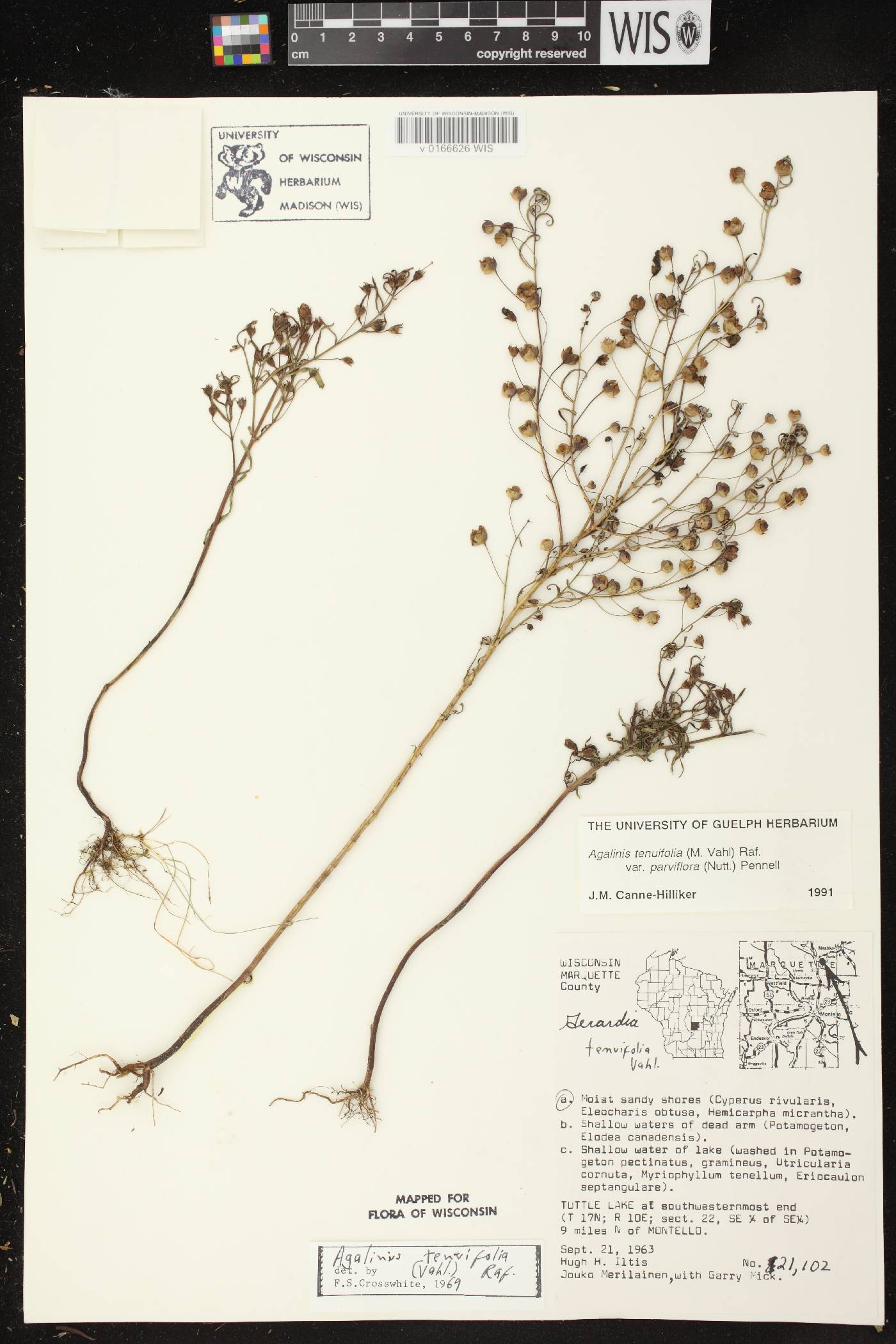 Agalinis tenuifolia image