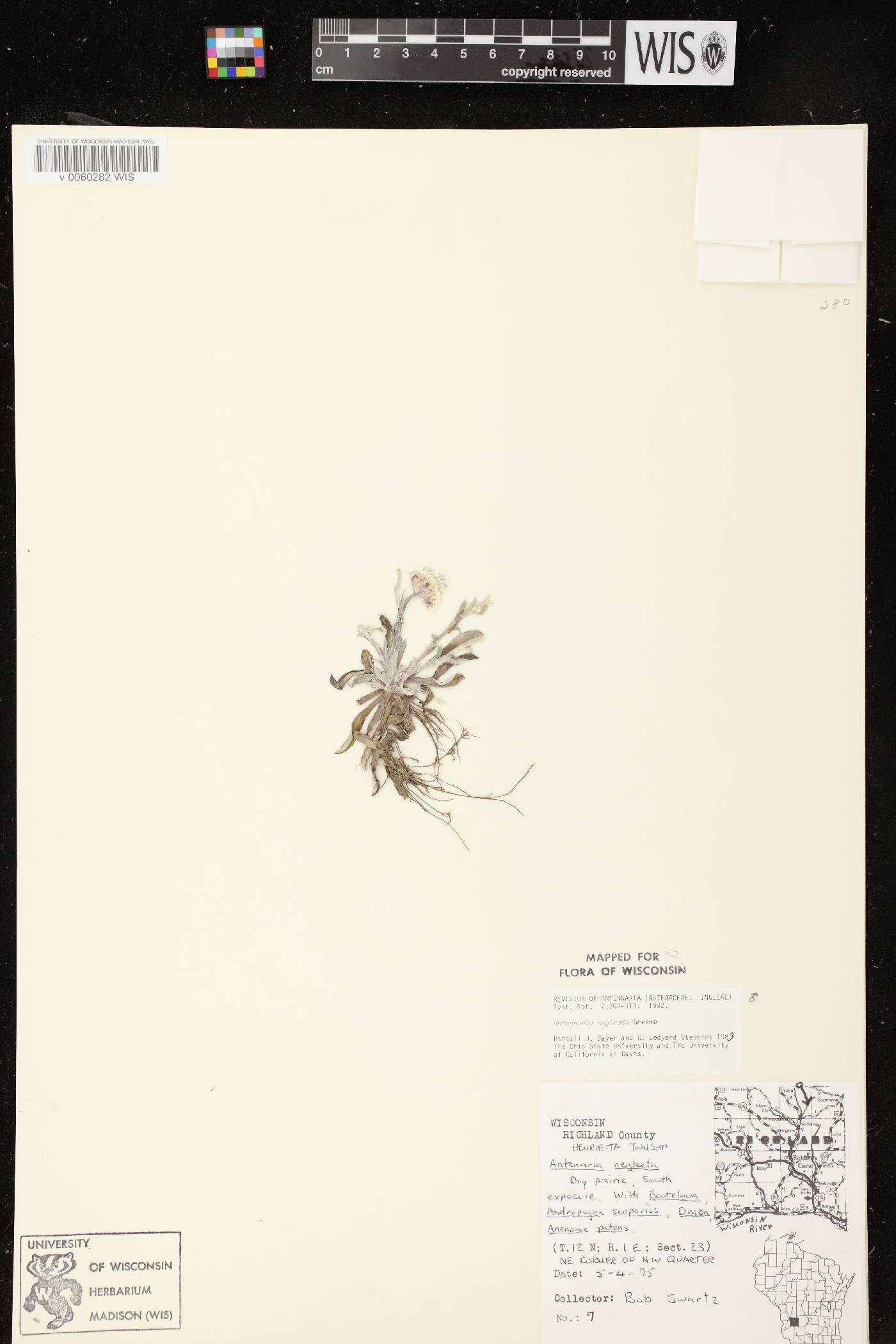Antennaria neglecta image