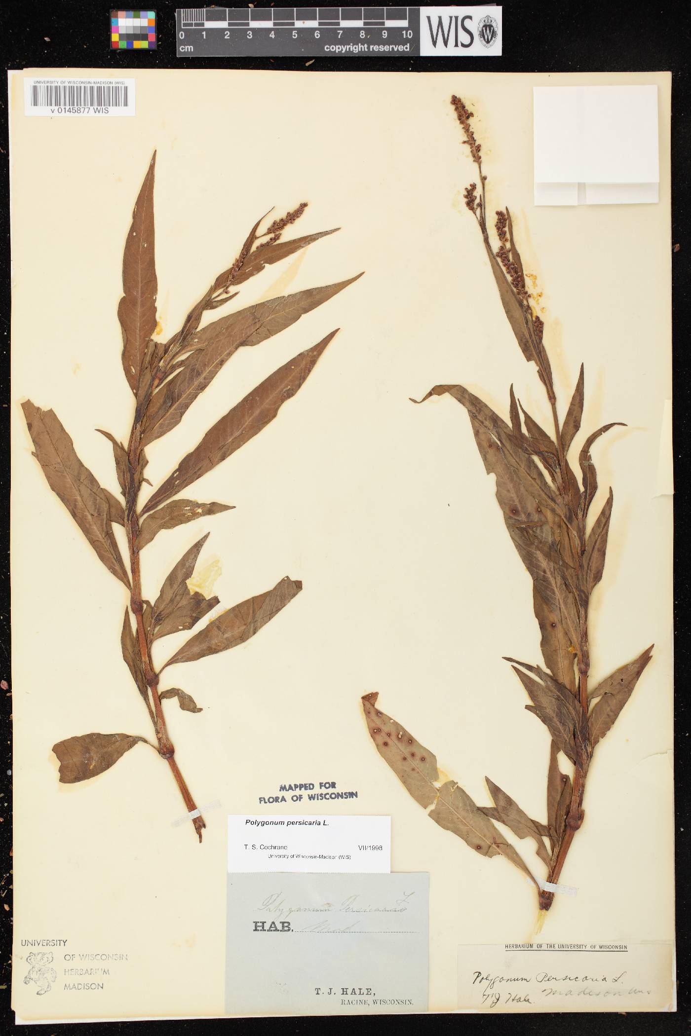 Persicaria maculosa image