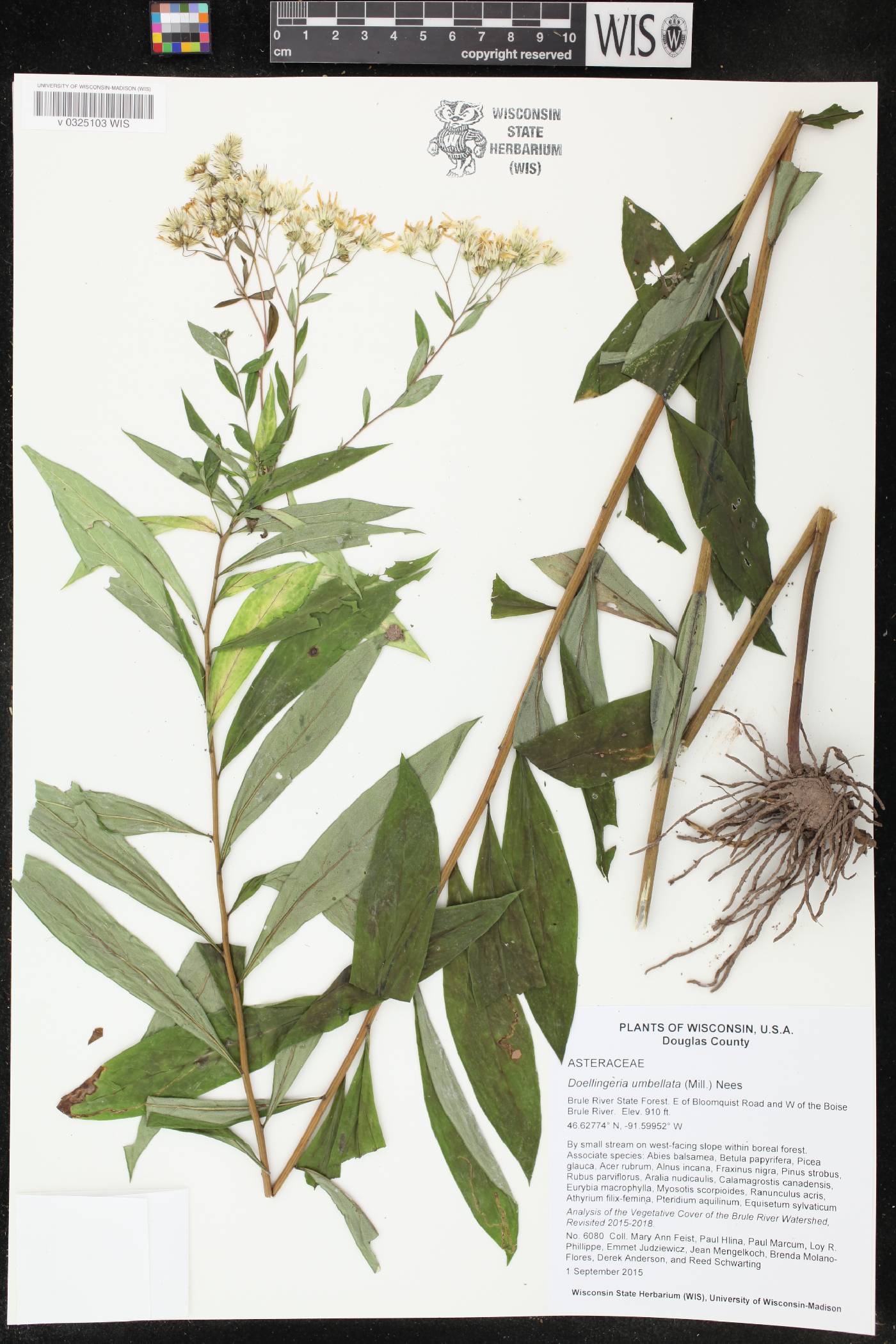 Doellingeria umbellata image
