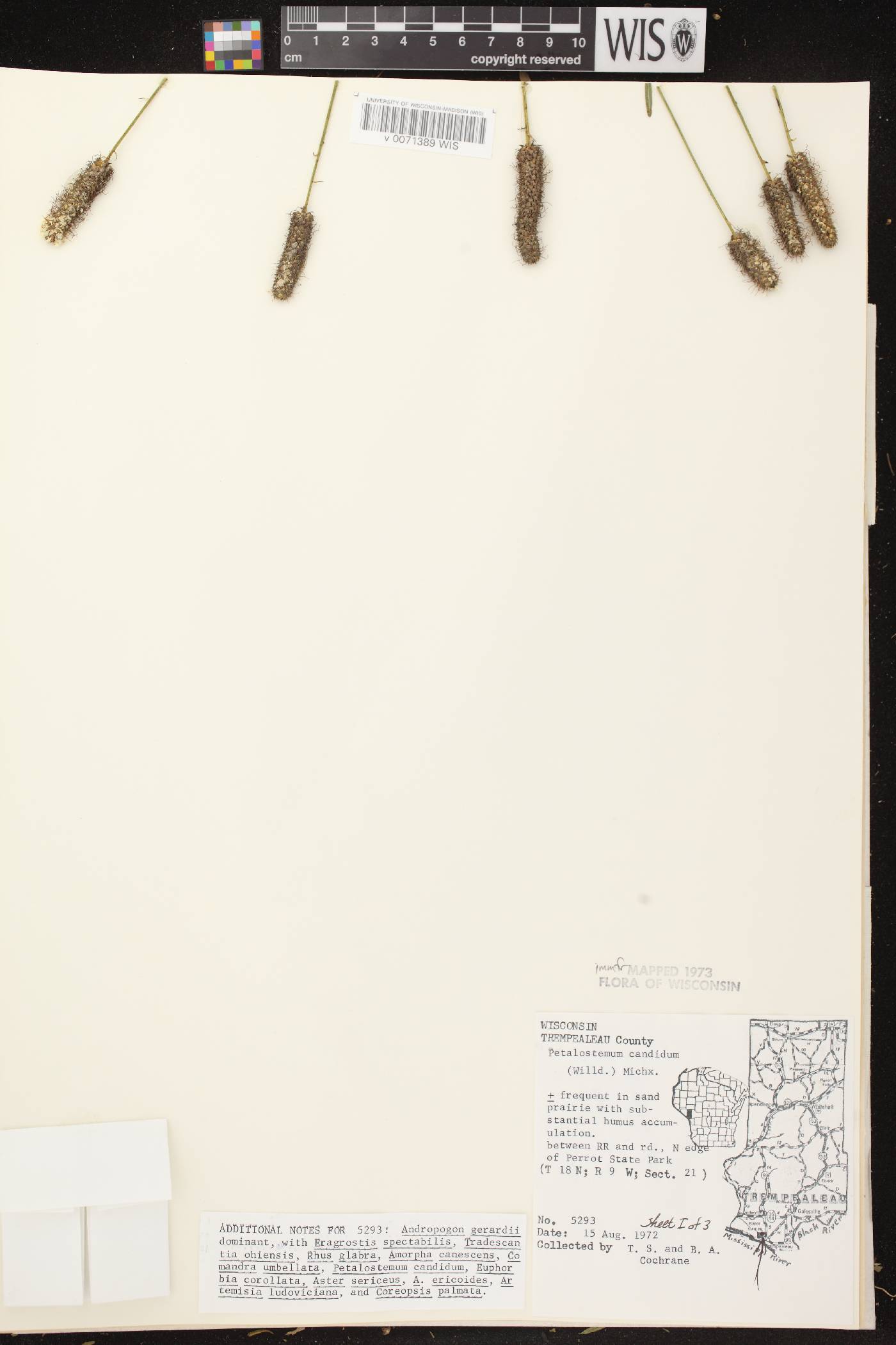 Dalea candida image