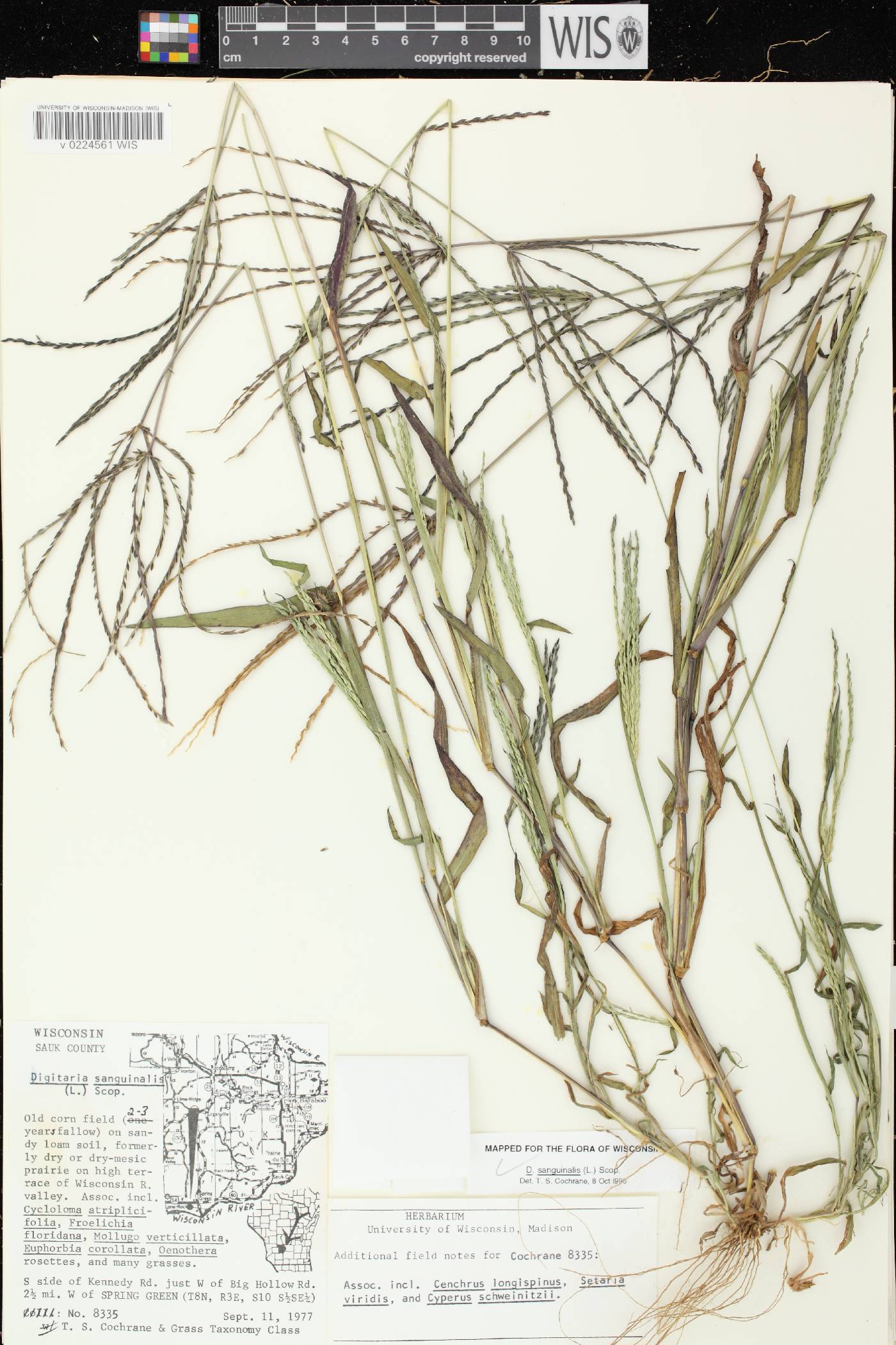 Digitaria sanguinalis image