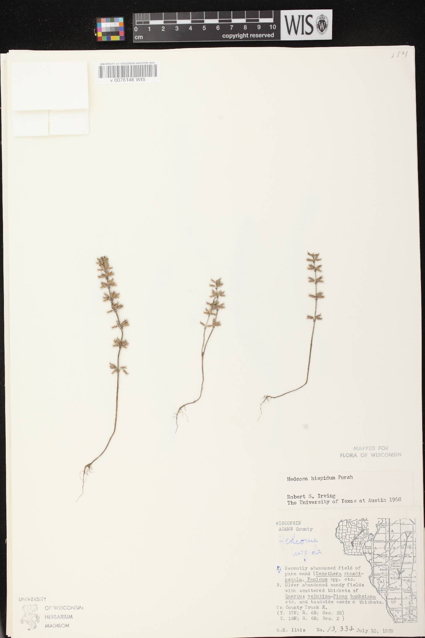 Hedeoma hispida image