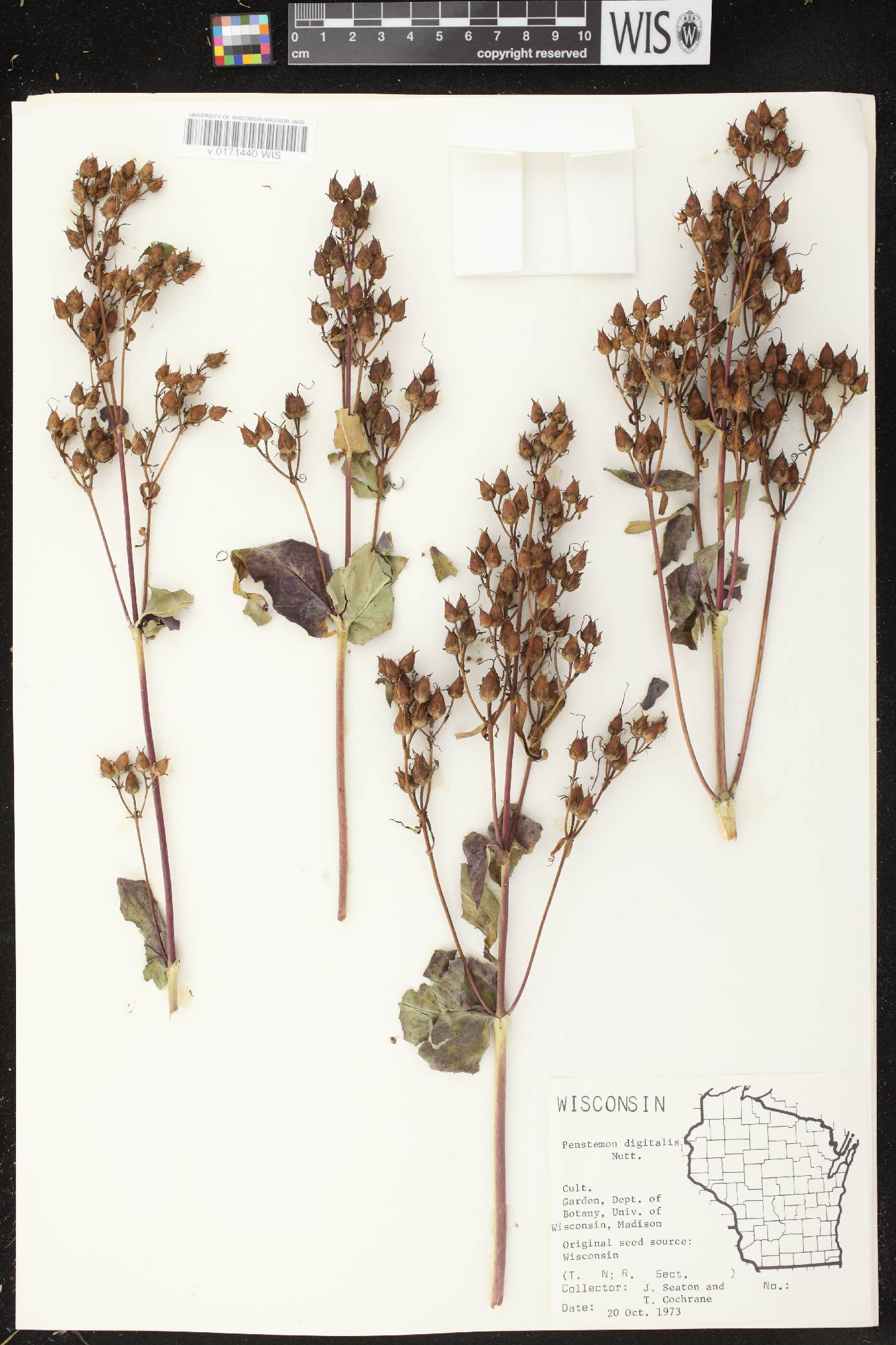 Penstemon digitalis image