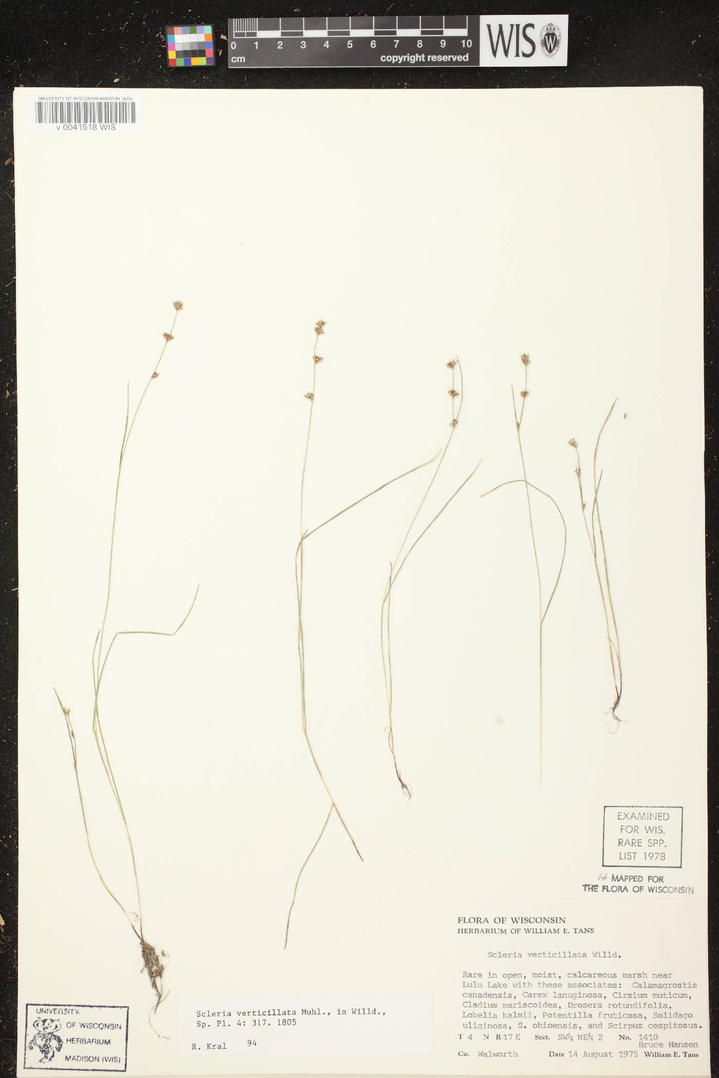 Scleria verticillata image
