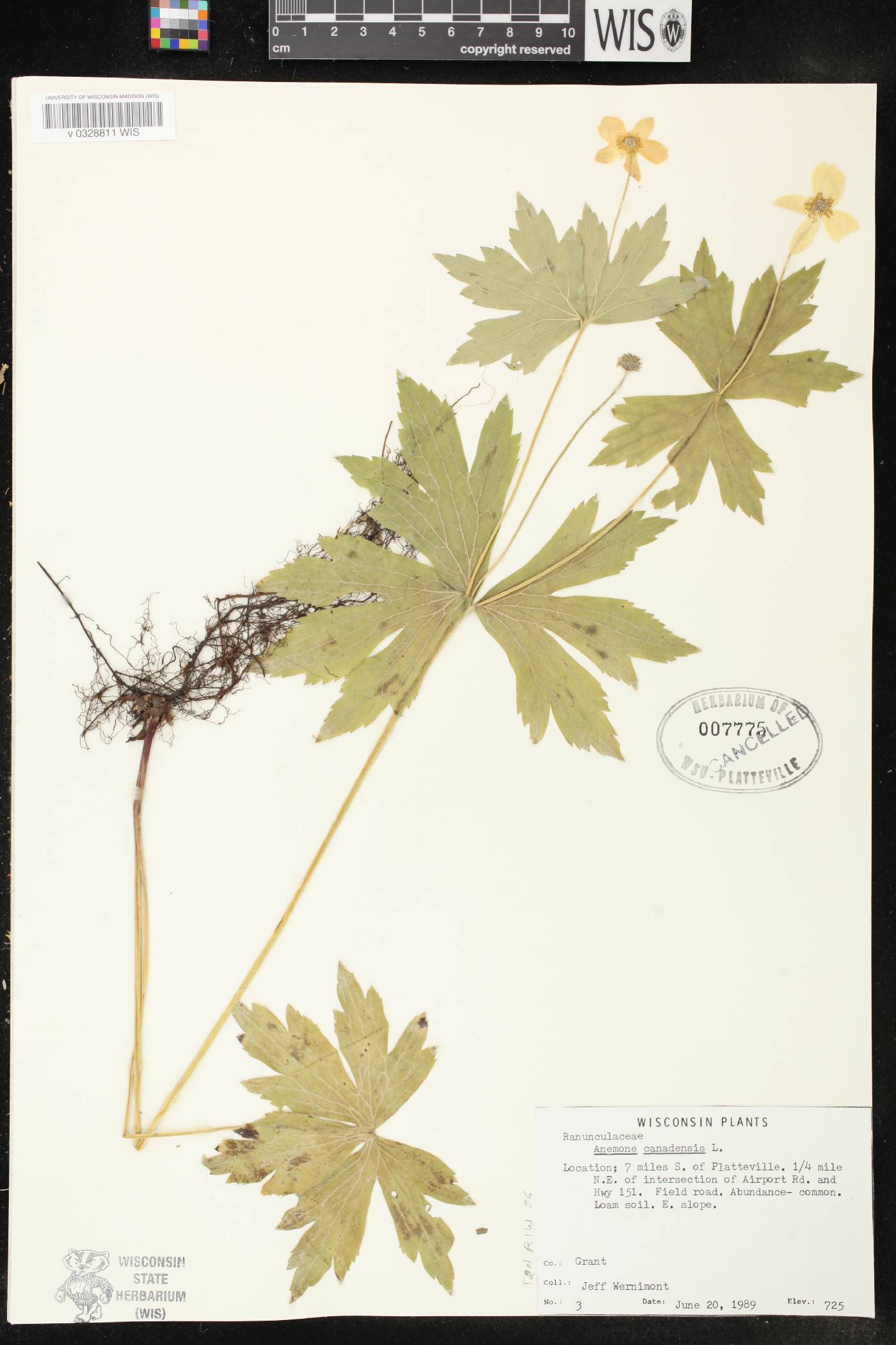 Anemone canadensis image