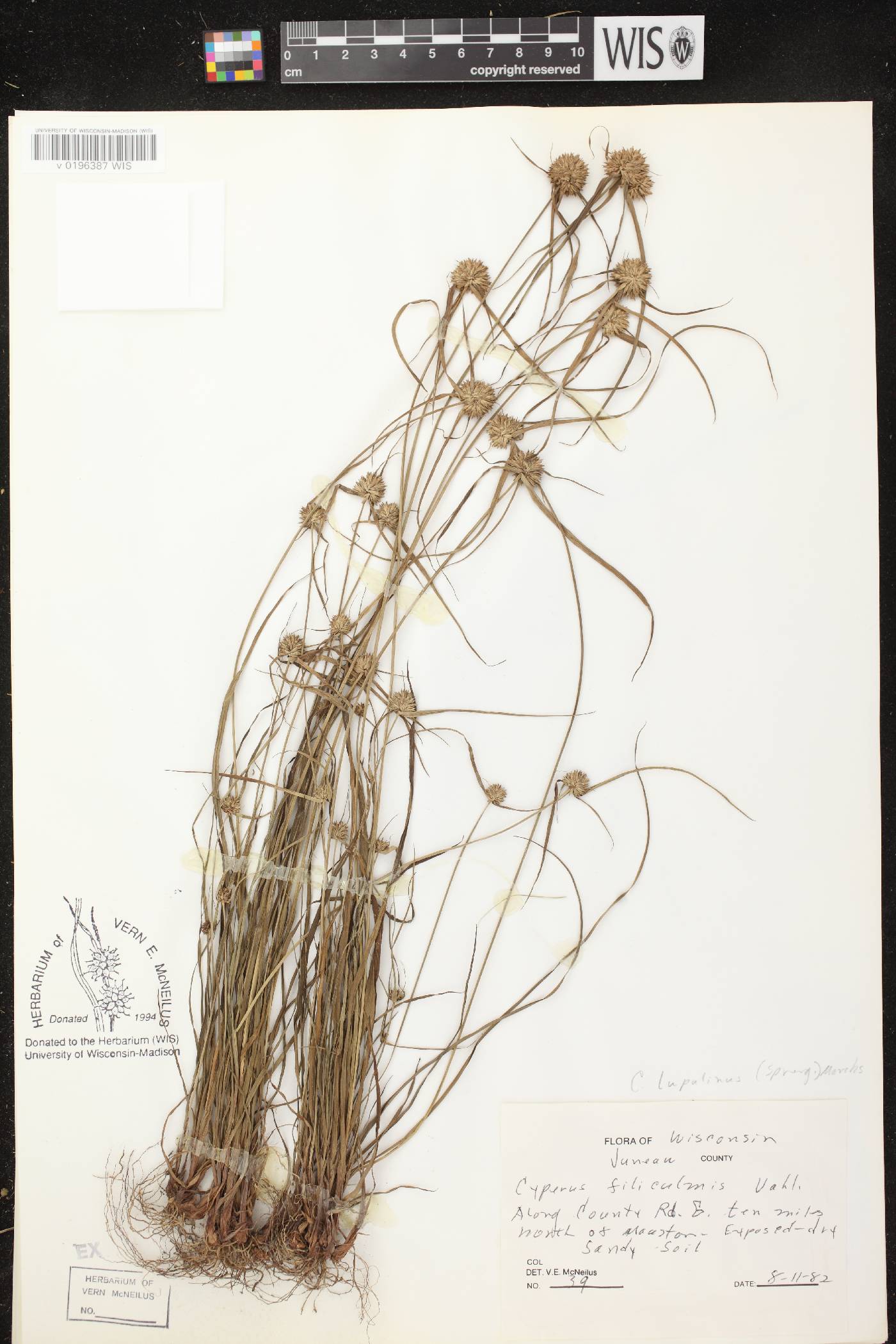 Cyperus lupulinus subsp. lupulinus image