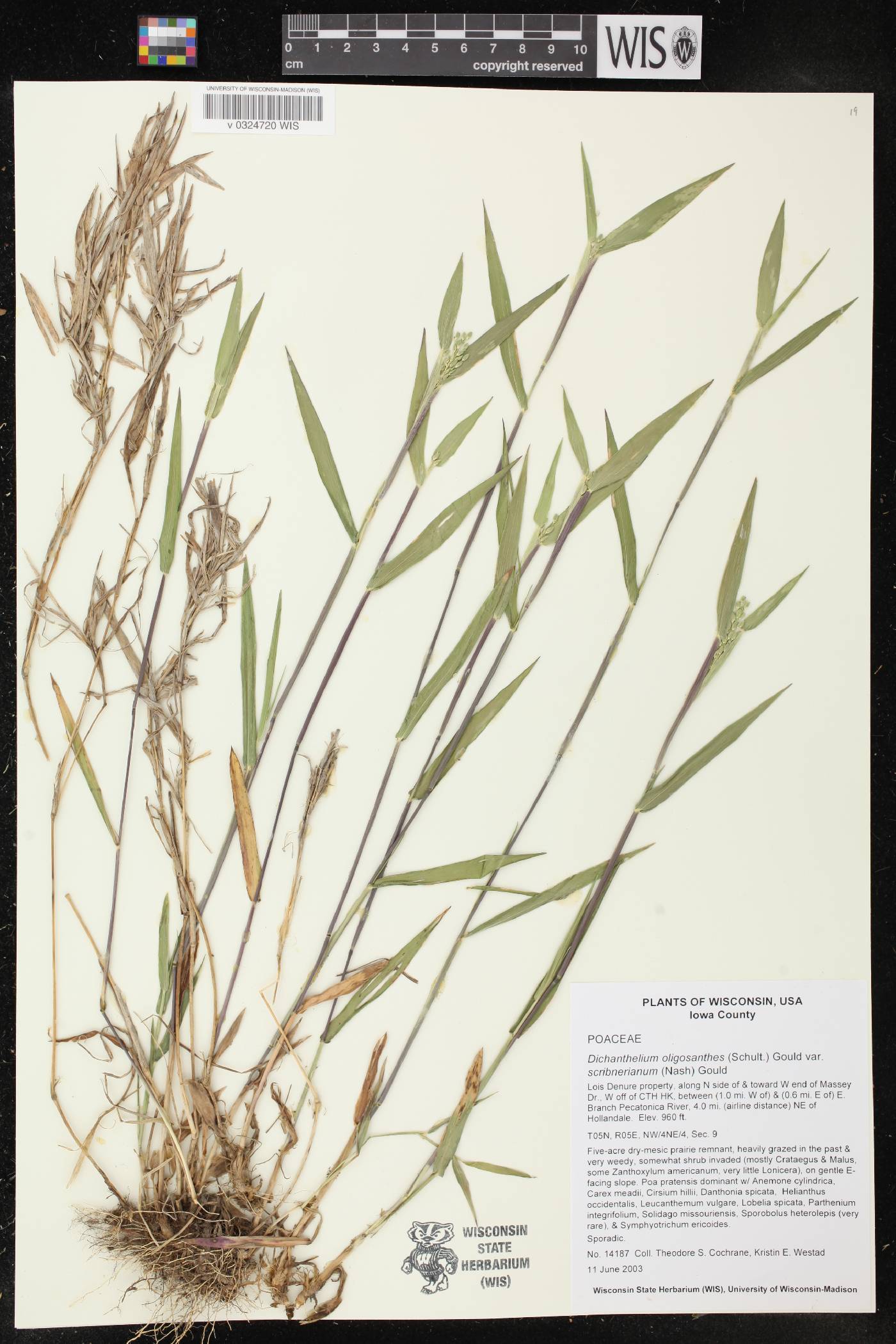 Dichanthelium oligosanthes var. scribnerianum image