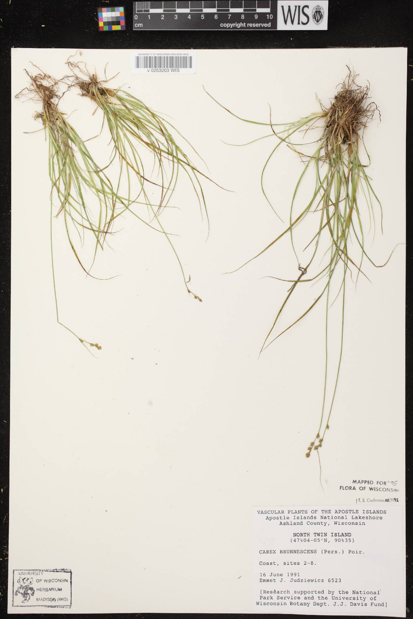 Carex brunnescens subsp. sphaerostachya image