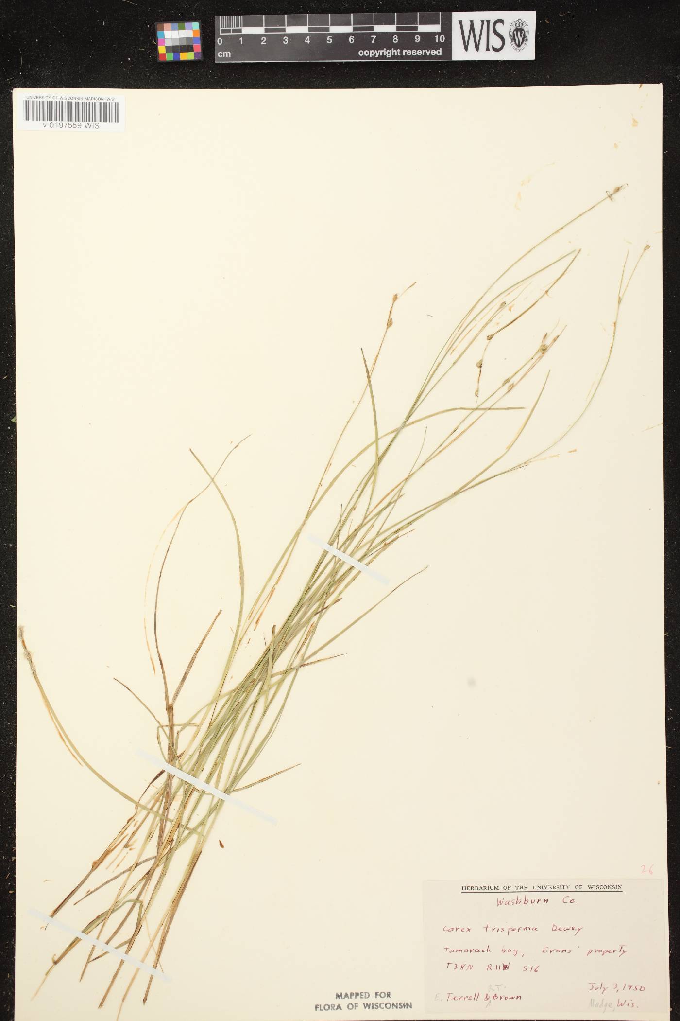 Carex trisperma image