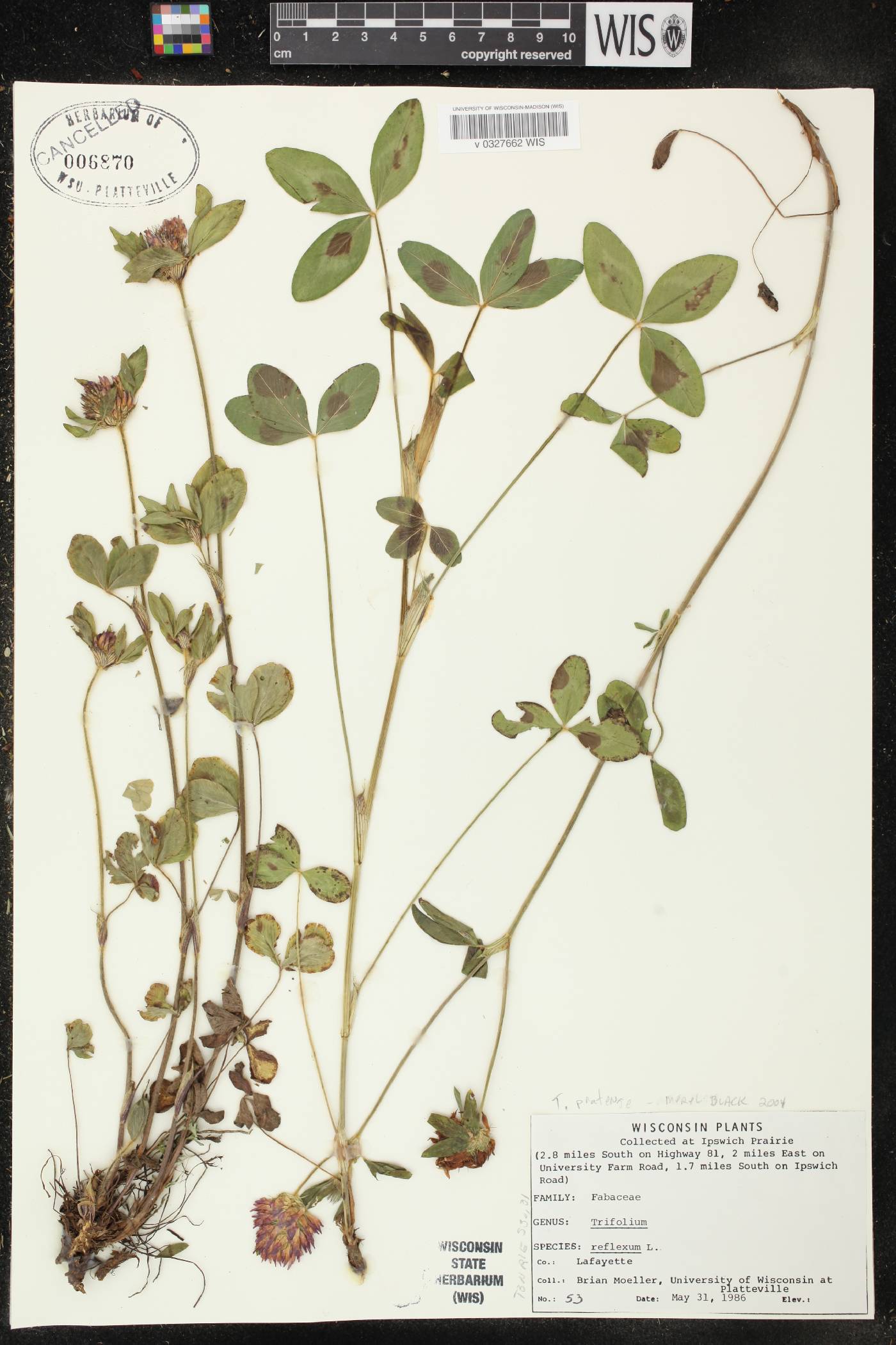 Trifolium pratense image