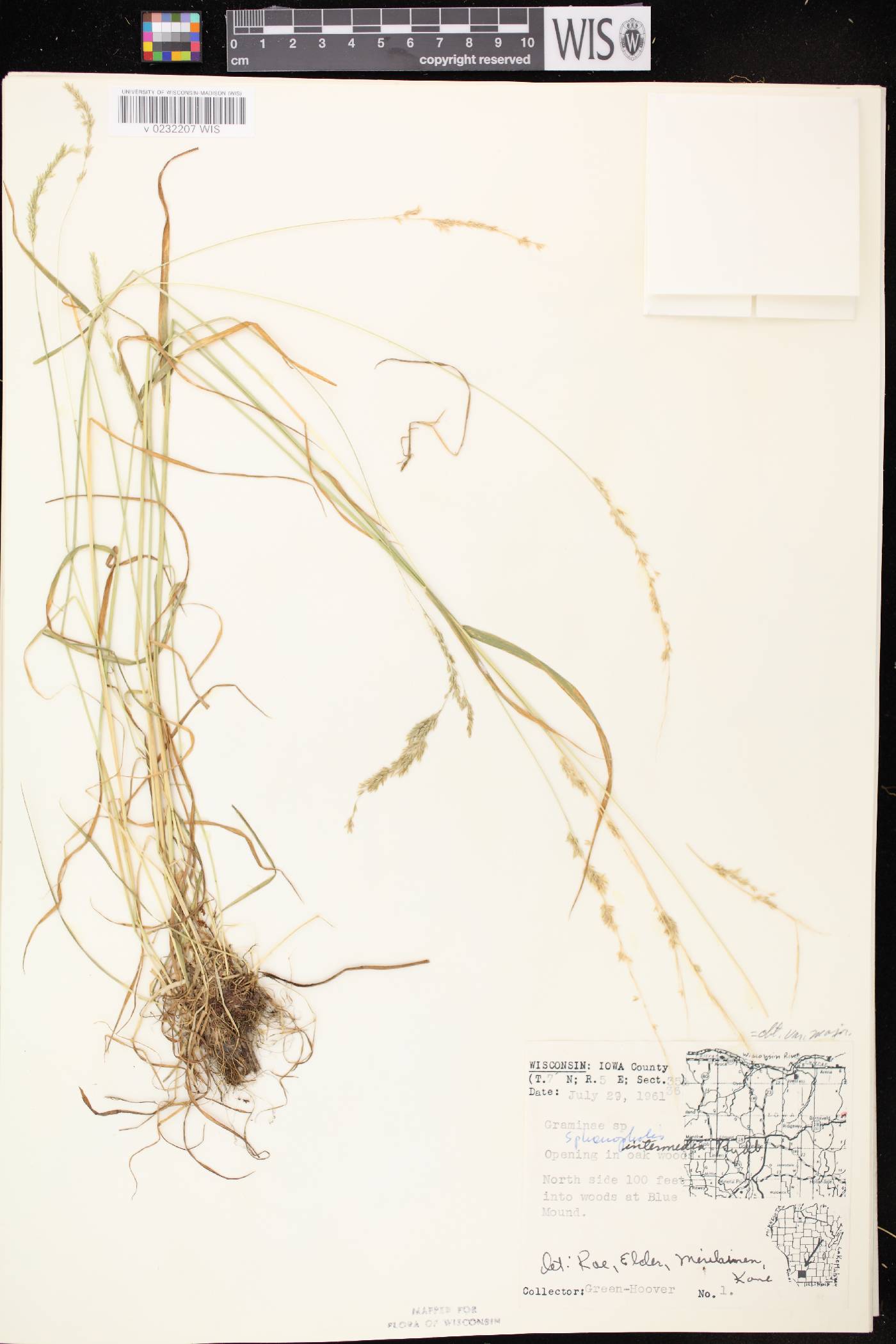 Sphenopholis intermedia image