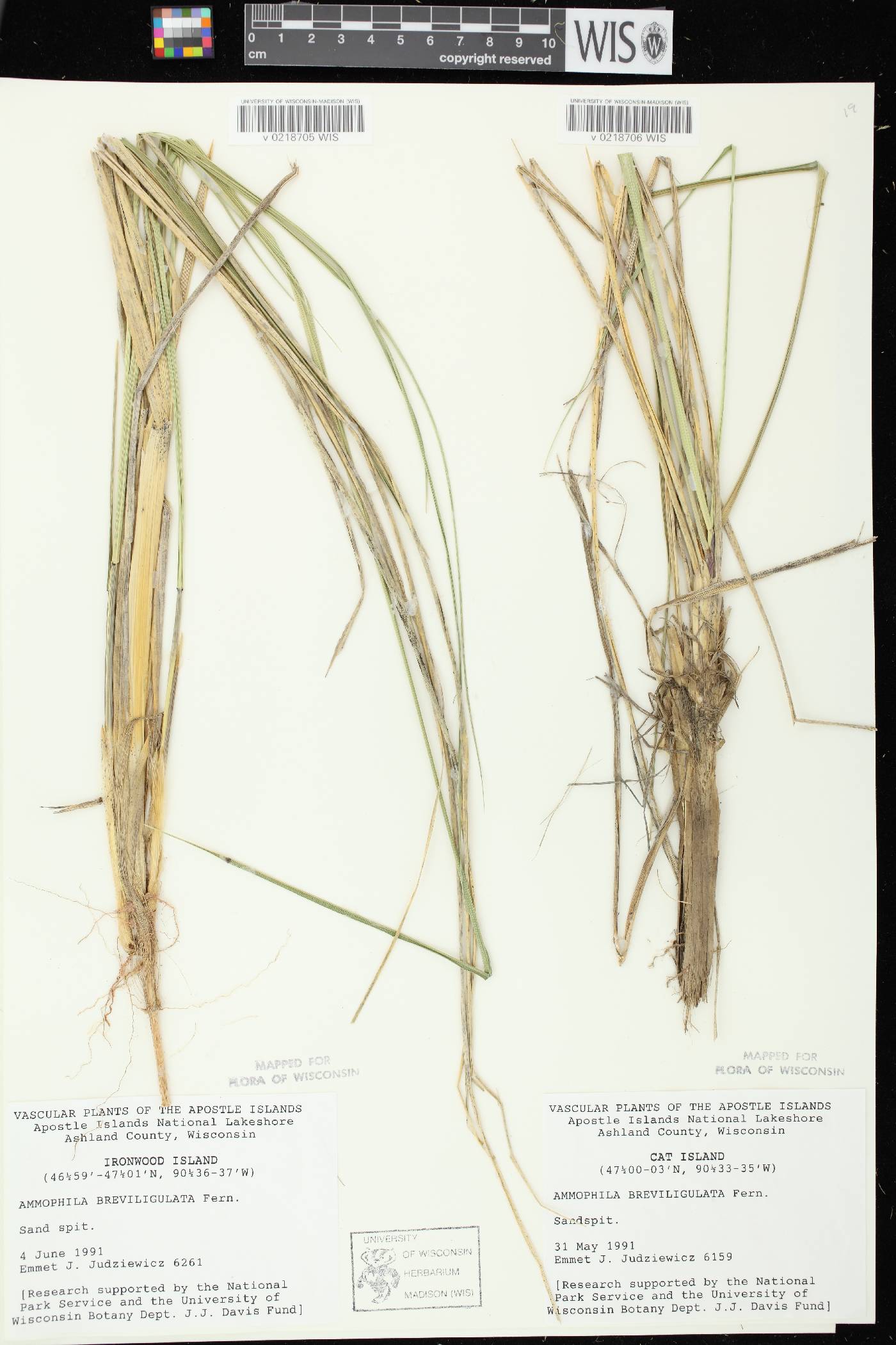 Ammophila breviligulata image