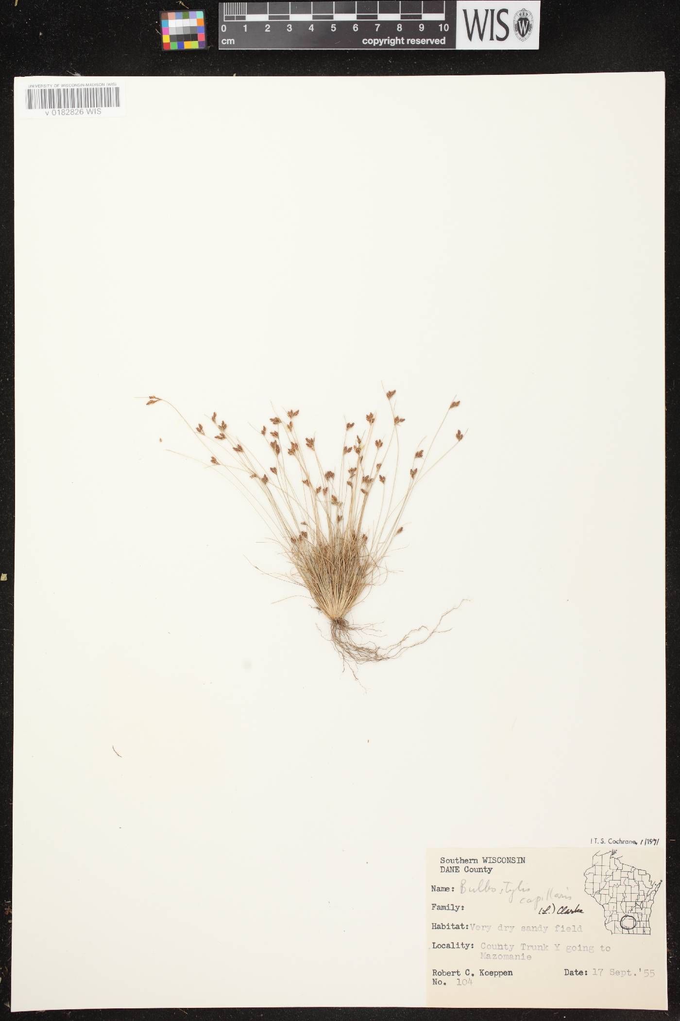 Bulbostylis capillaris image