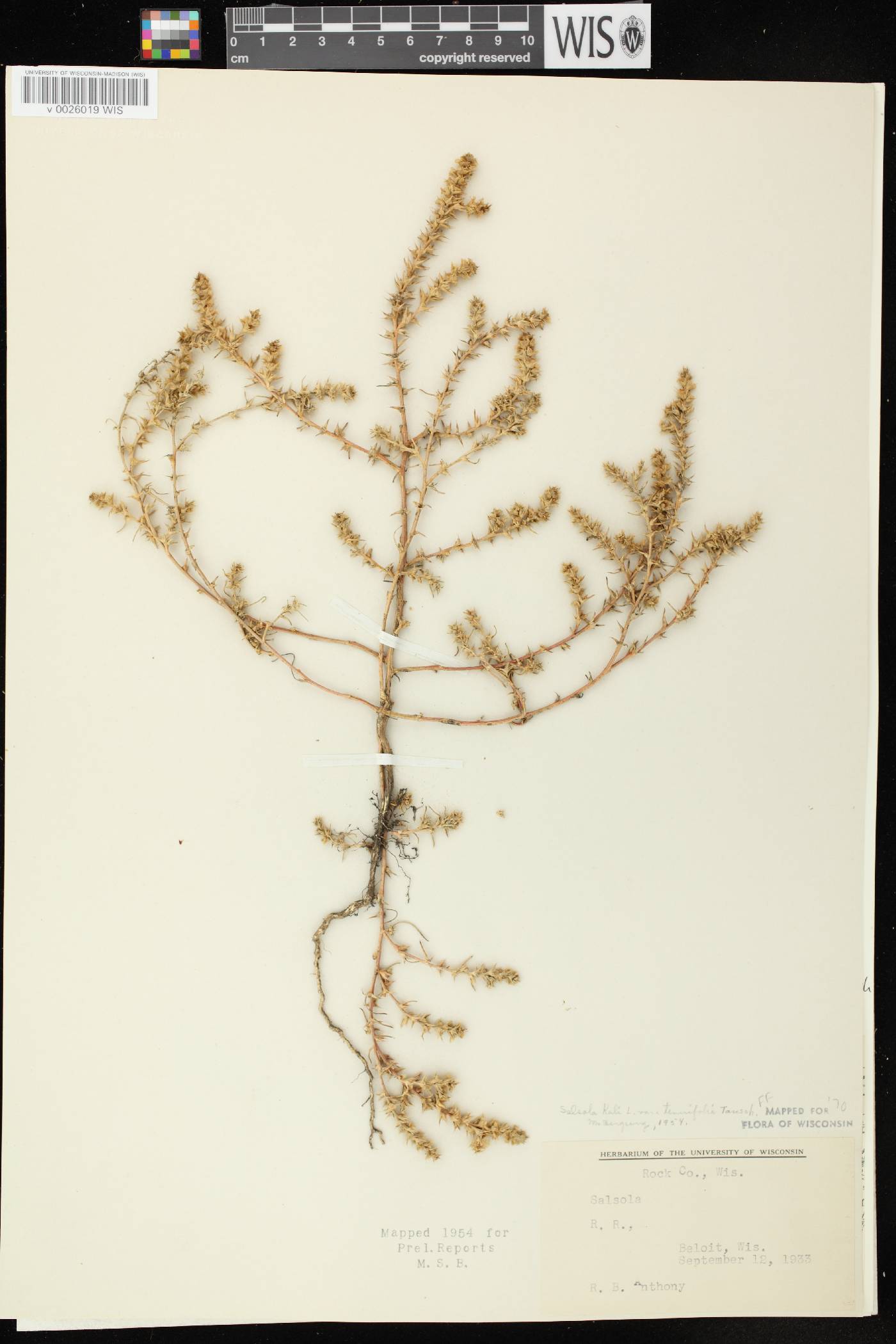 Salsola tragus image