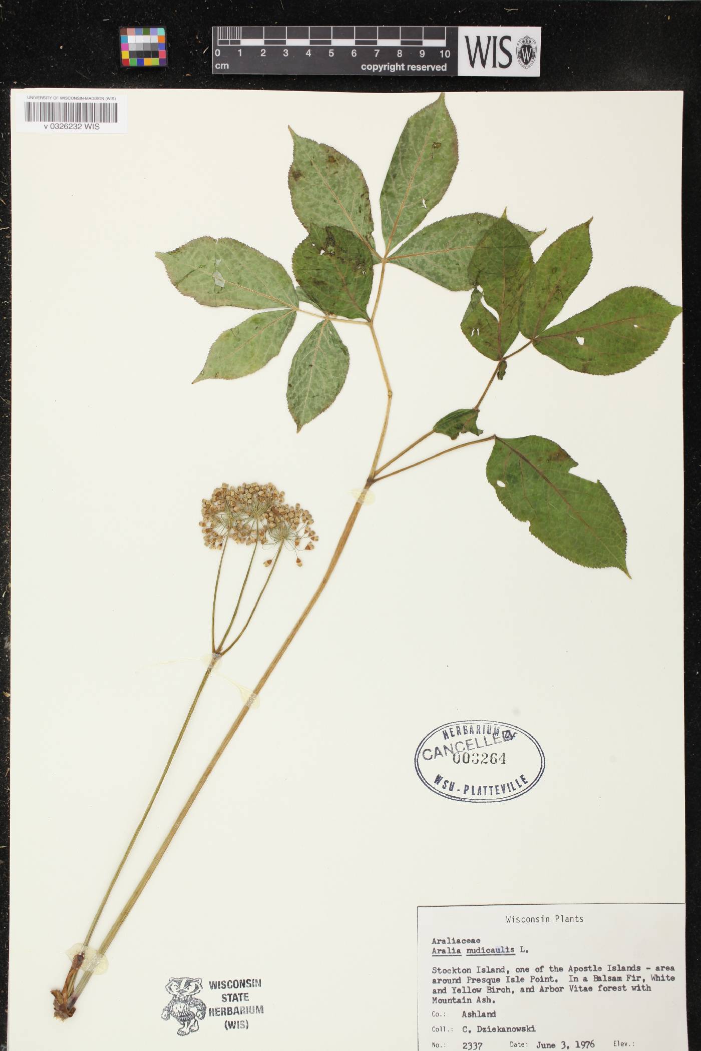 Aralia nudicaulis image