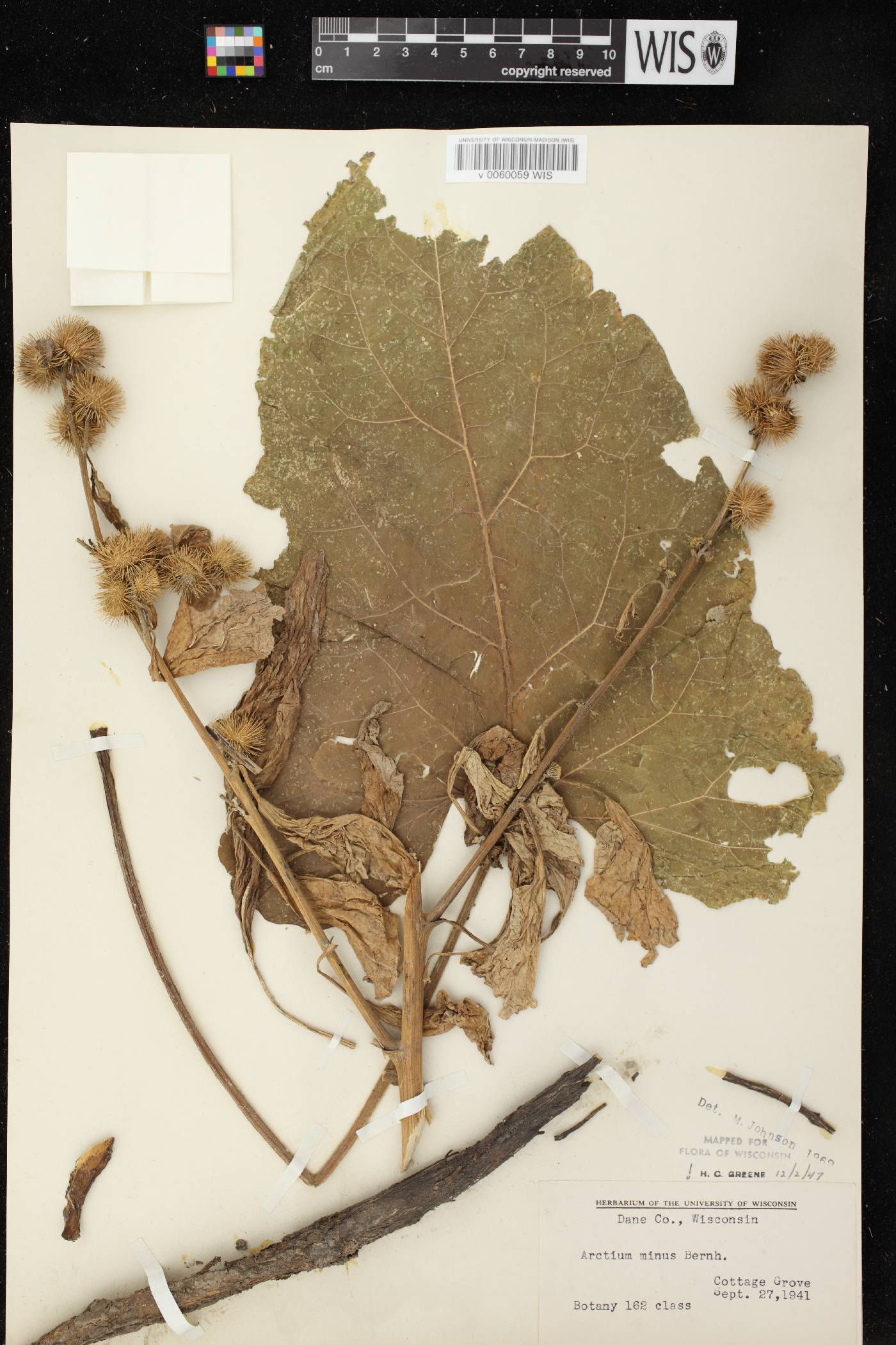 Arctium minus image