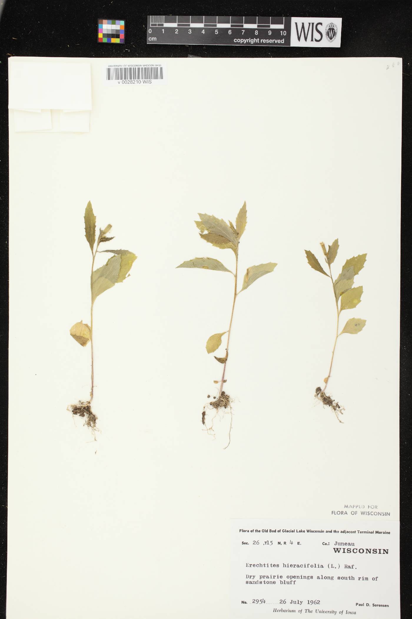 Erechtites hieracifolius image