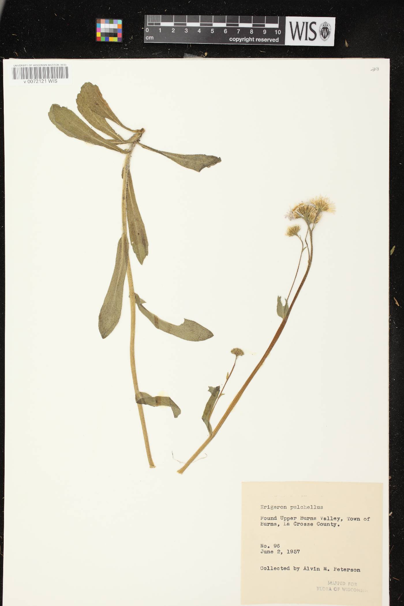 Erigeron pulchellus image