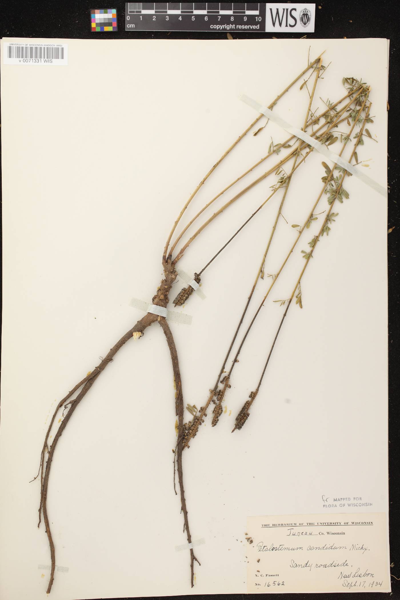 Dalea candida image