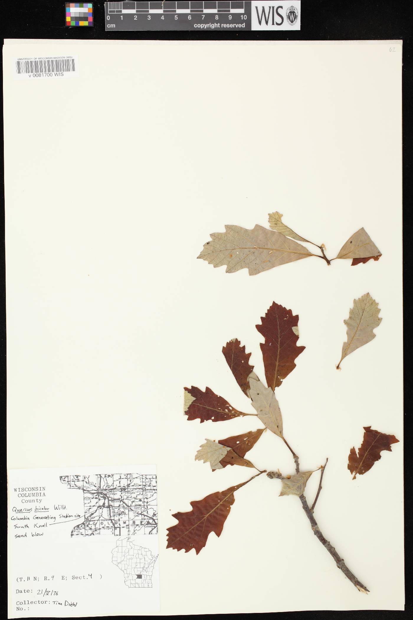 Quercus bicolor image