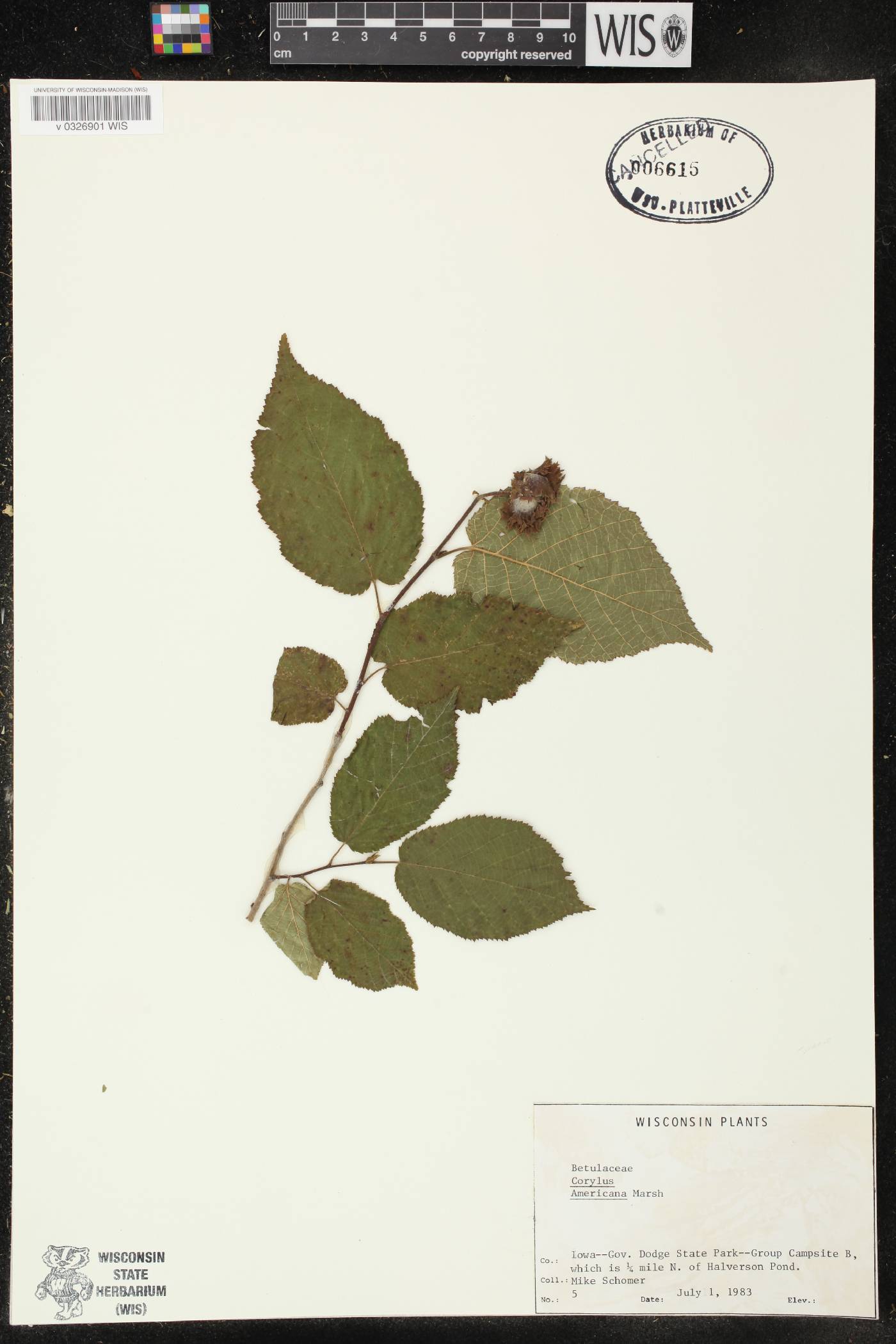 Corylus americana image