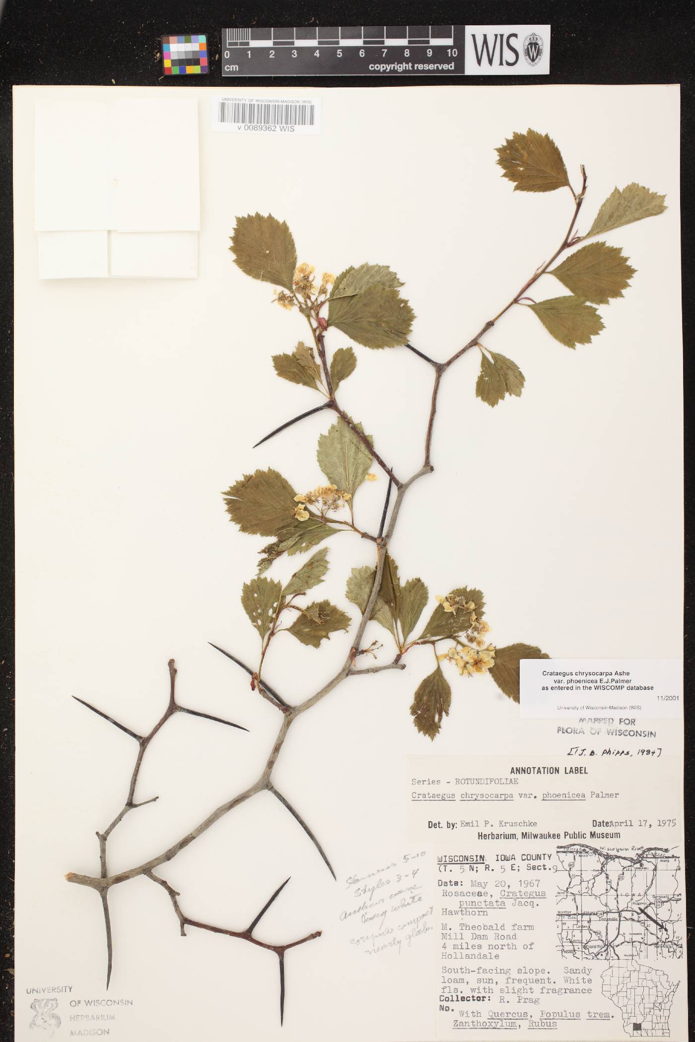 Crataegus chrysocarpa var. chrysocarpa image
