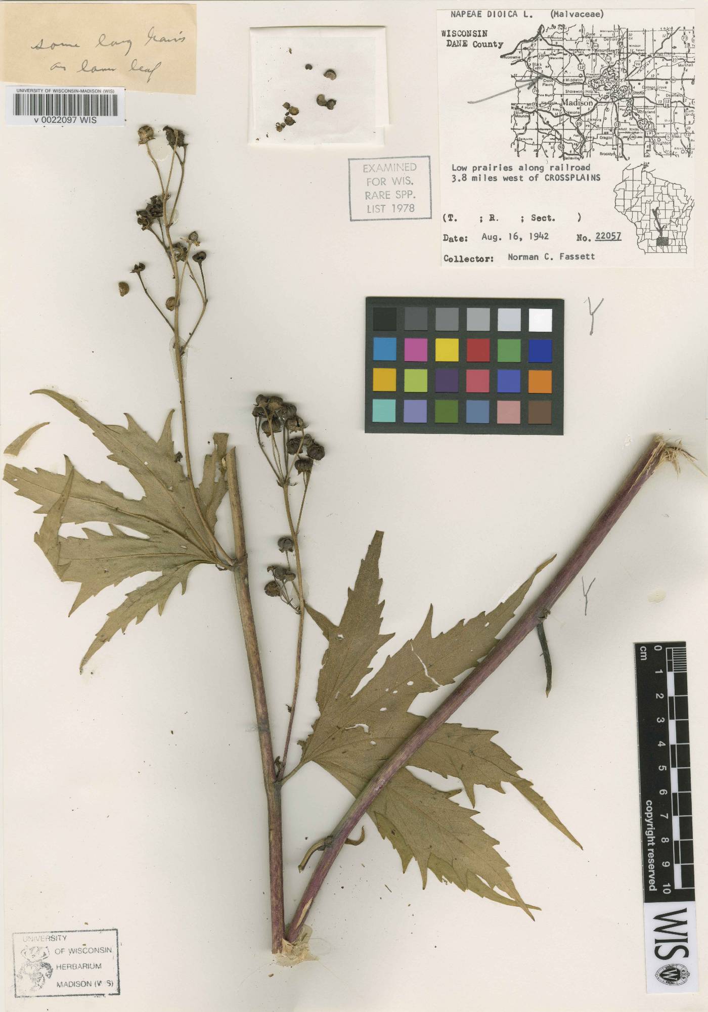 Napaea dioica image