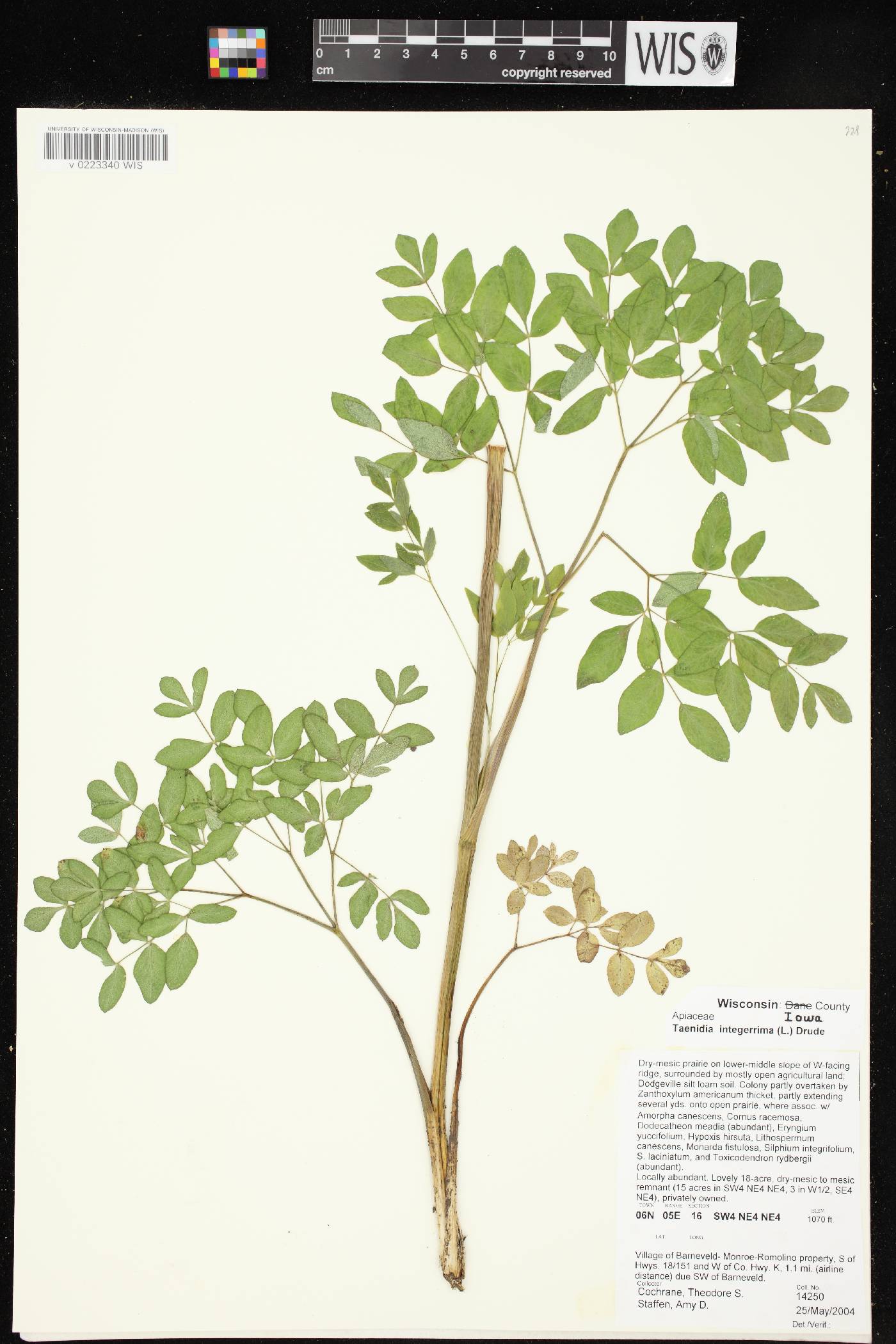 Taenidia integerrima image