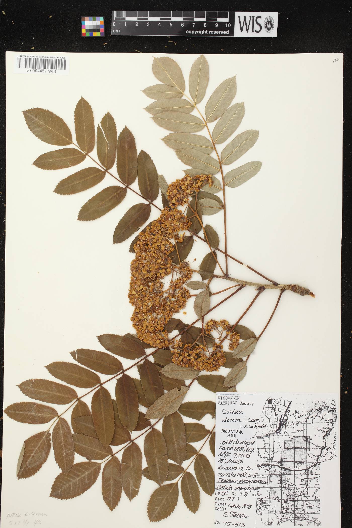Sorbus decora image