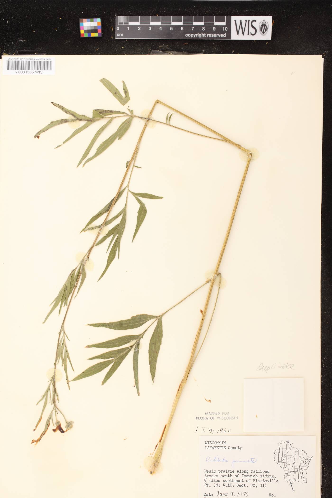 Ratibida pinnata image