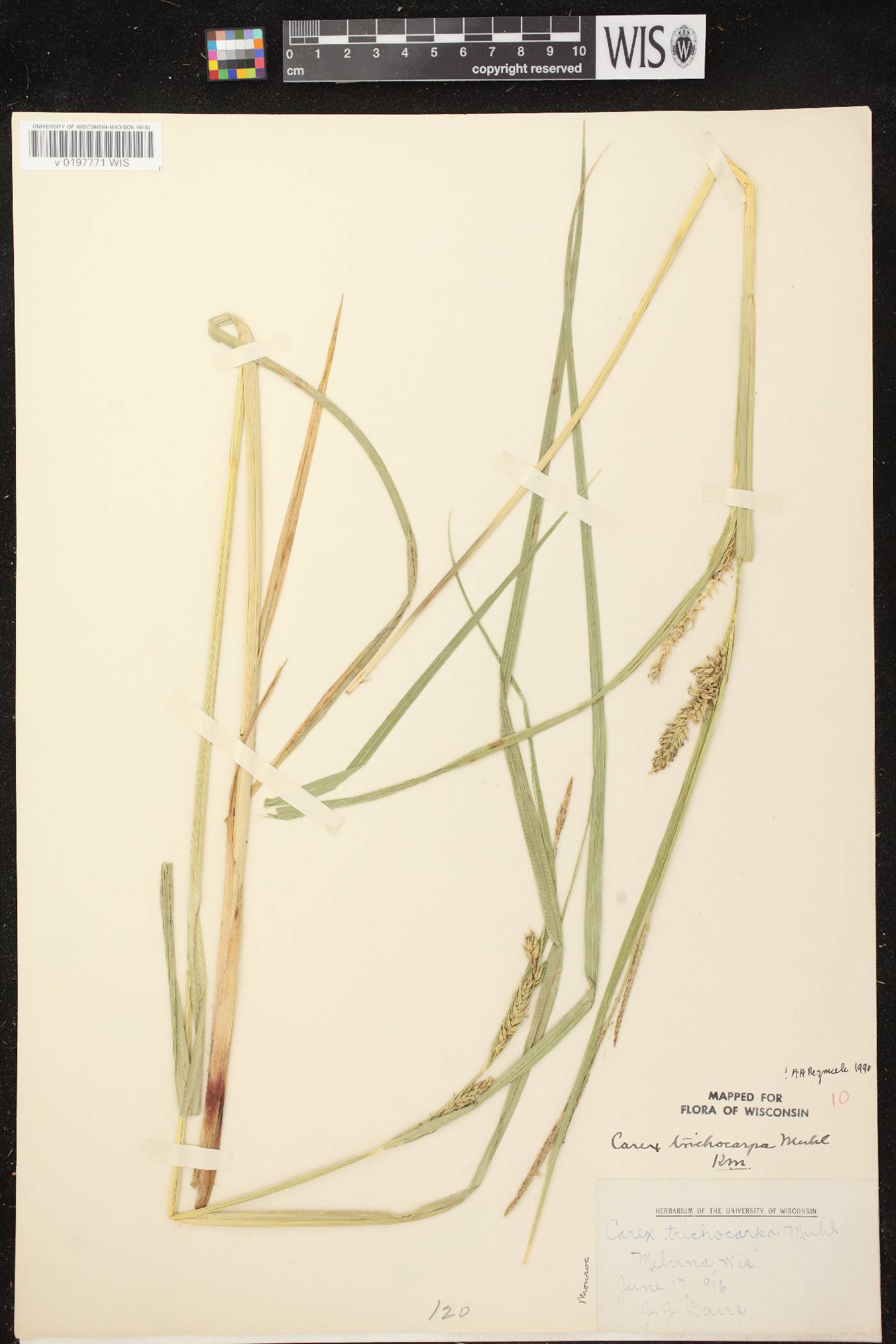 Carex trichocarpa image