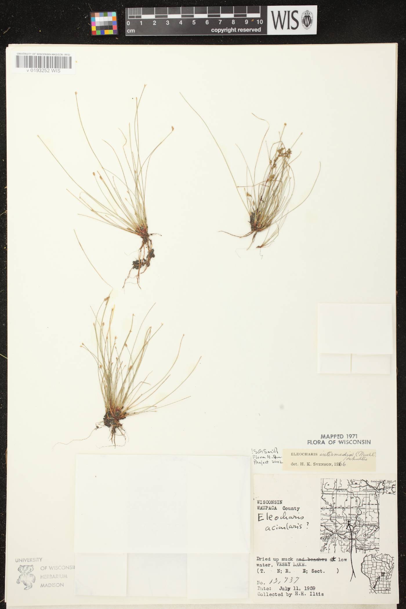Eleocharis intermedia image