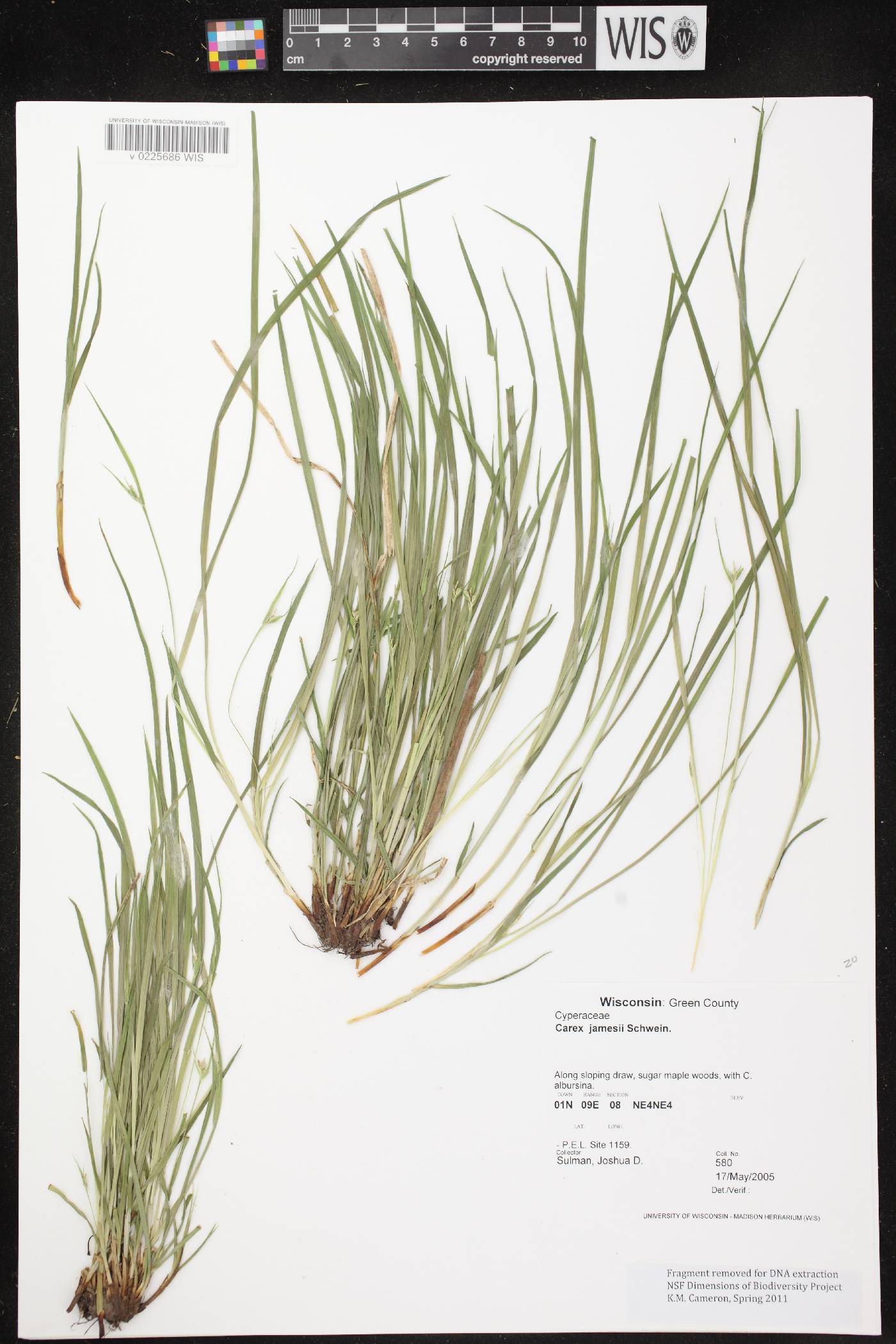 Carex jamesii image