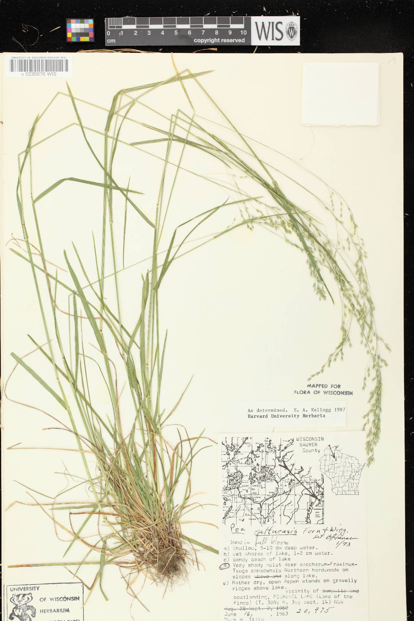 Poa saltuensis image