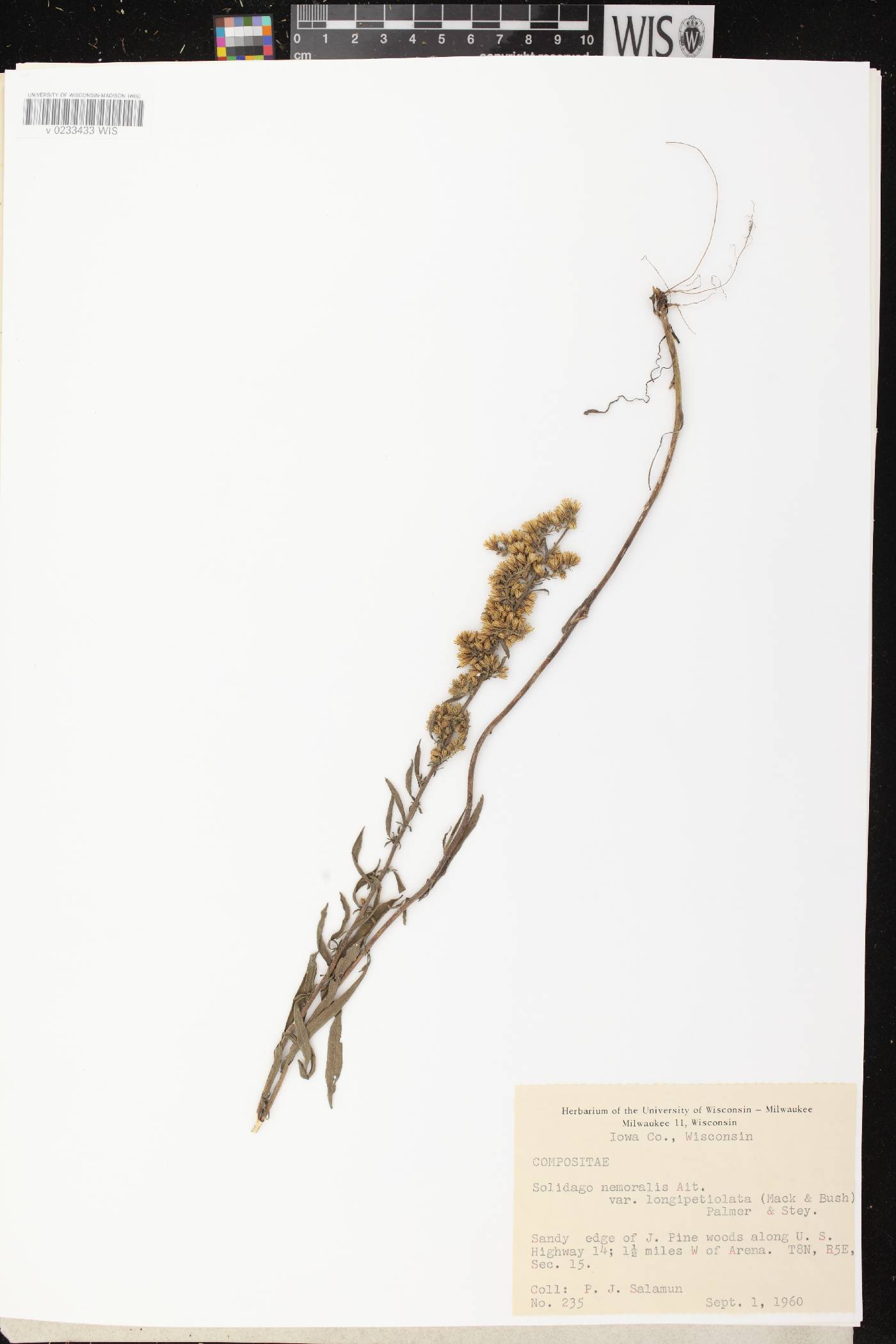 Solidago nemoralis subsp. decemflora image