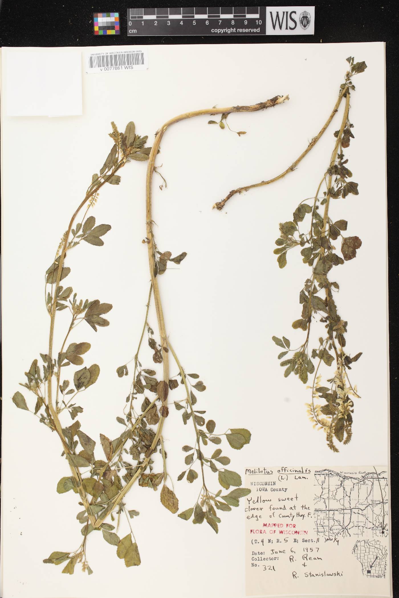 Melilotus officinalis image