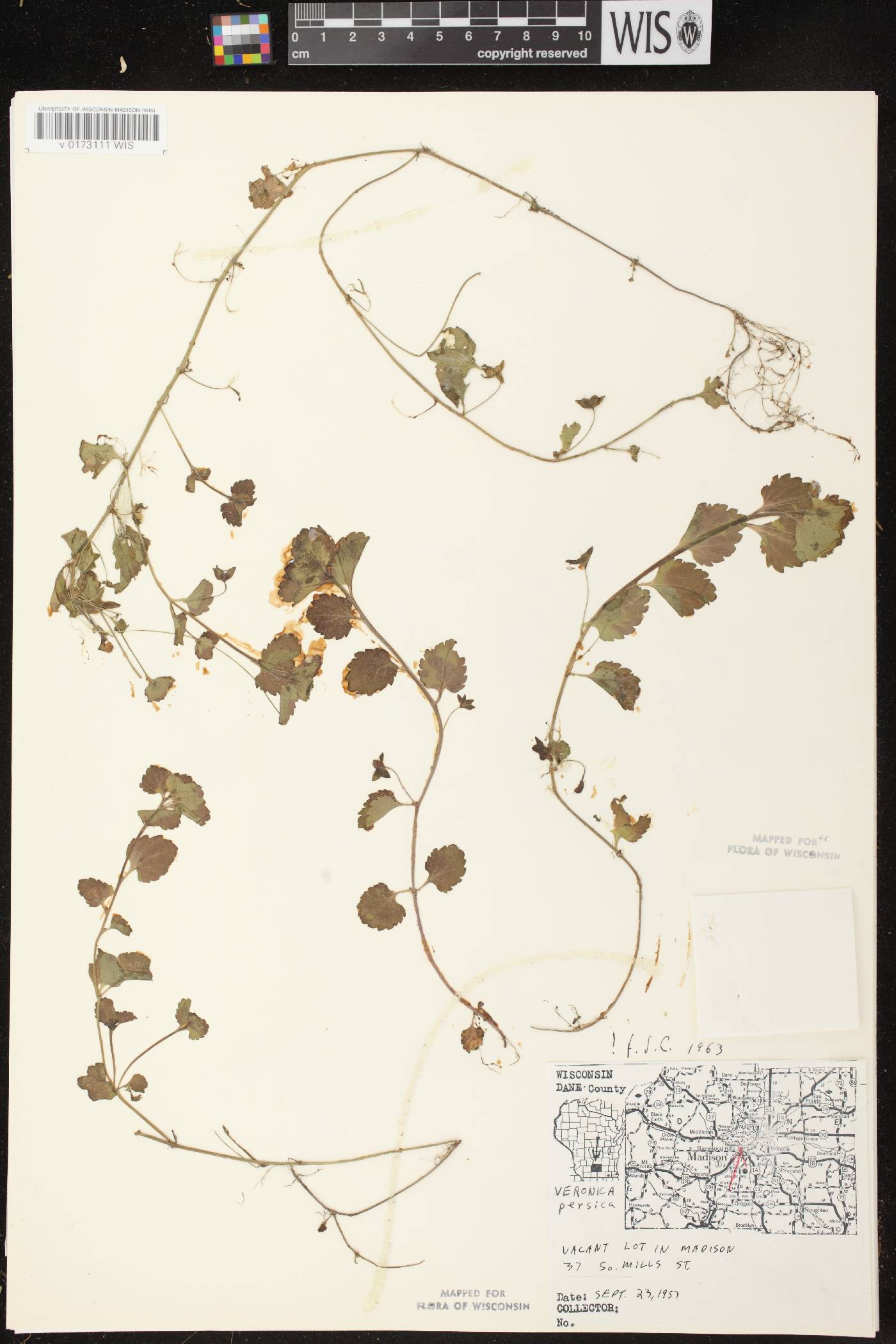 Veronica persica image