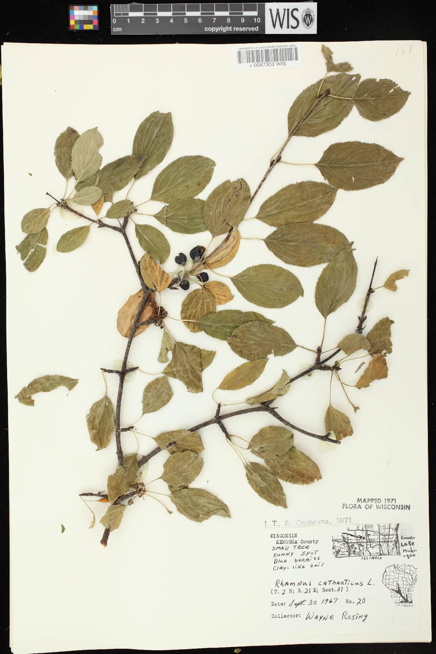 Rhamnus cathartica image