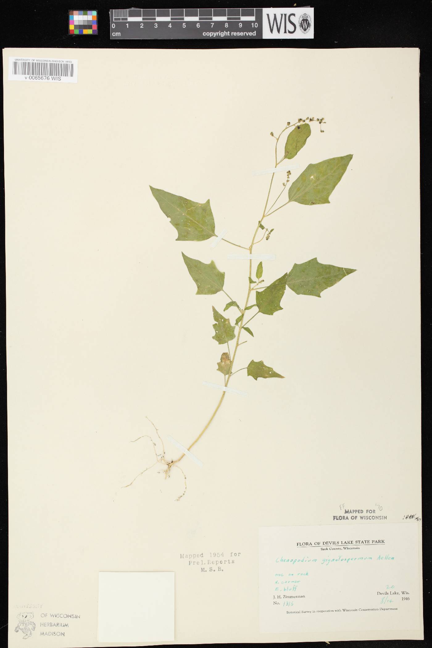 Chenopodium simplex image