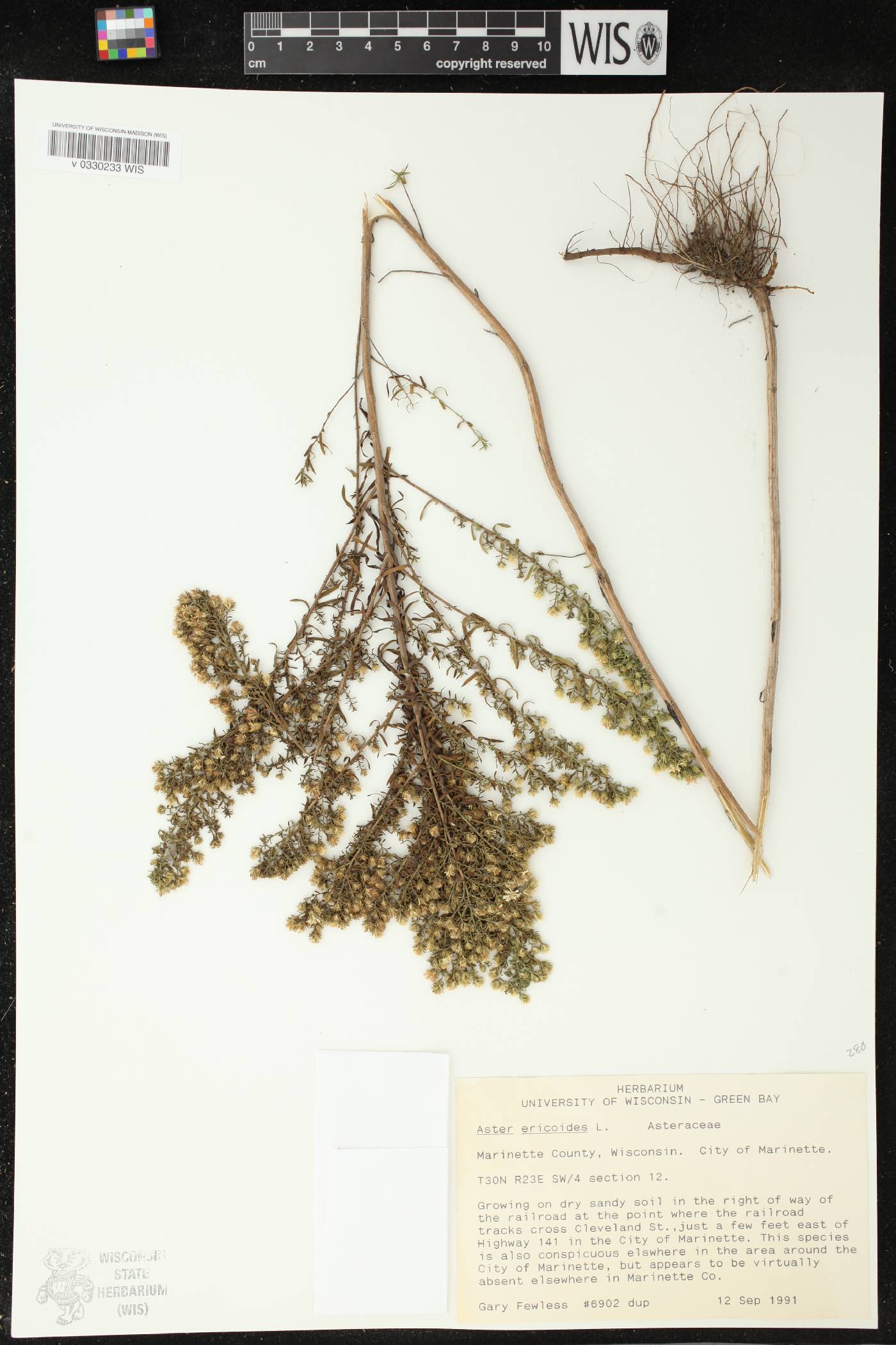 Symphyotrichum ericoides image