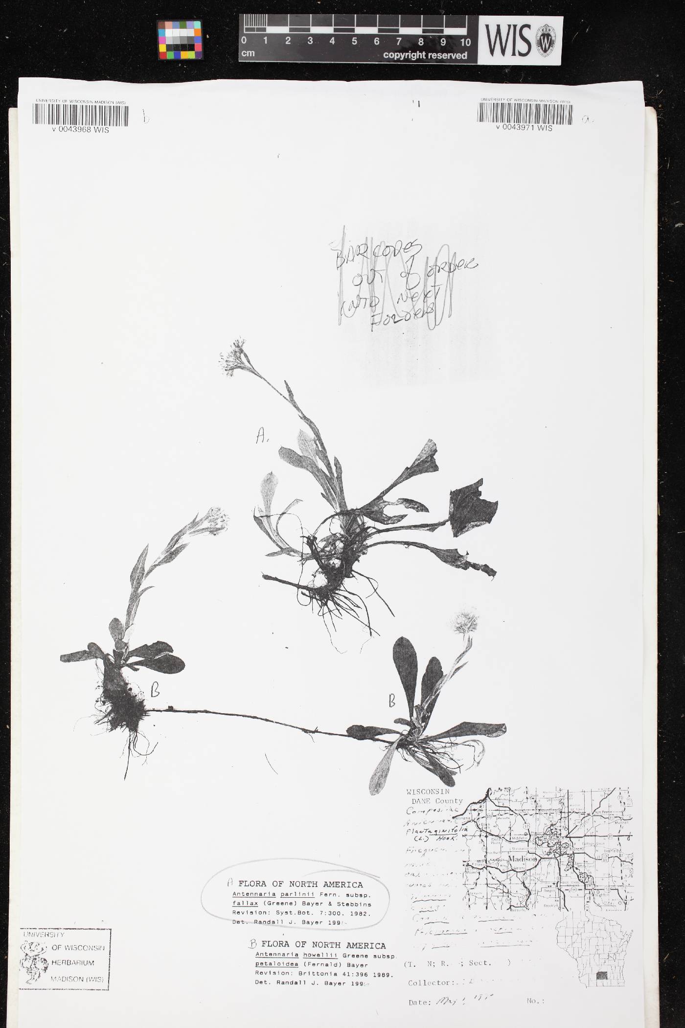 Antennaria parlinii subsp. fallax image