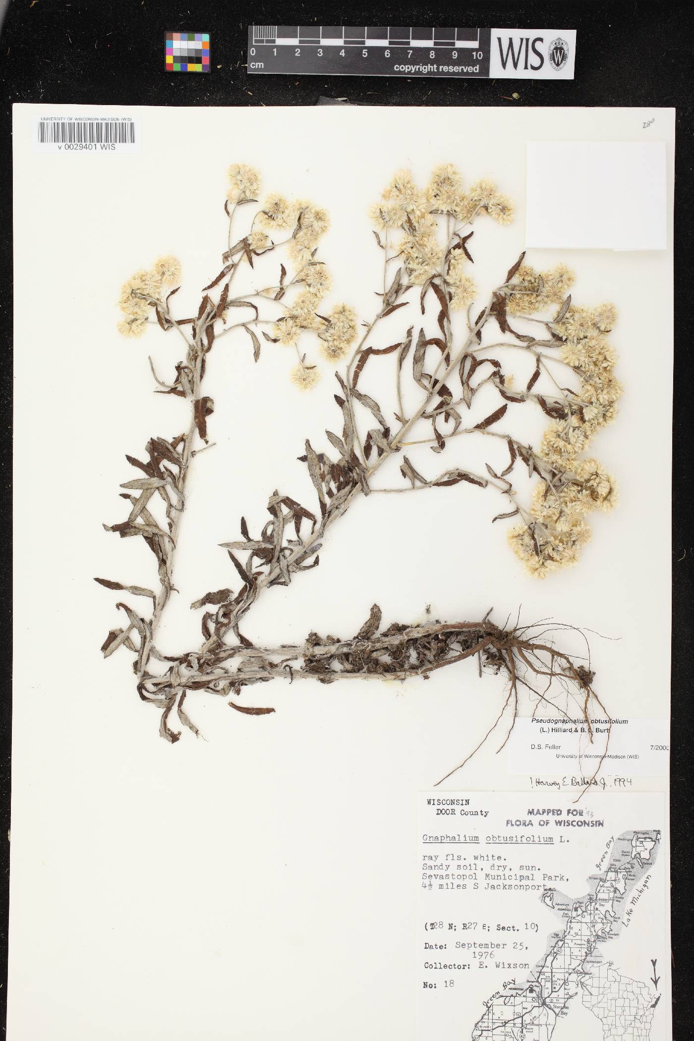 Pseudognaphalium obtusifolium image