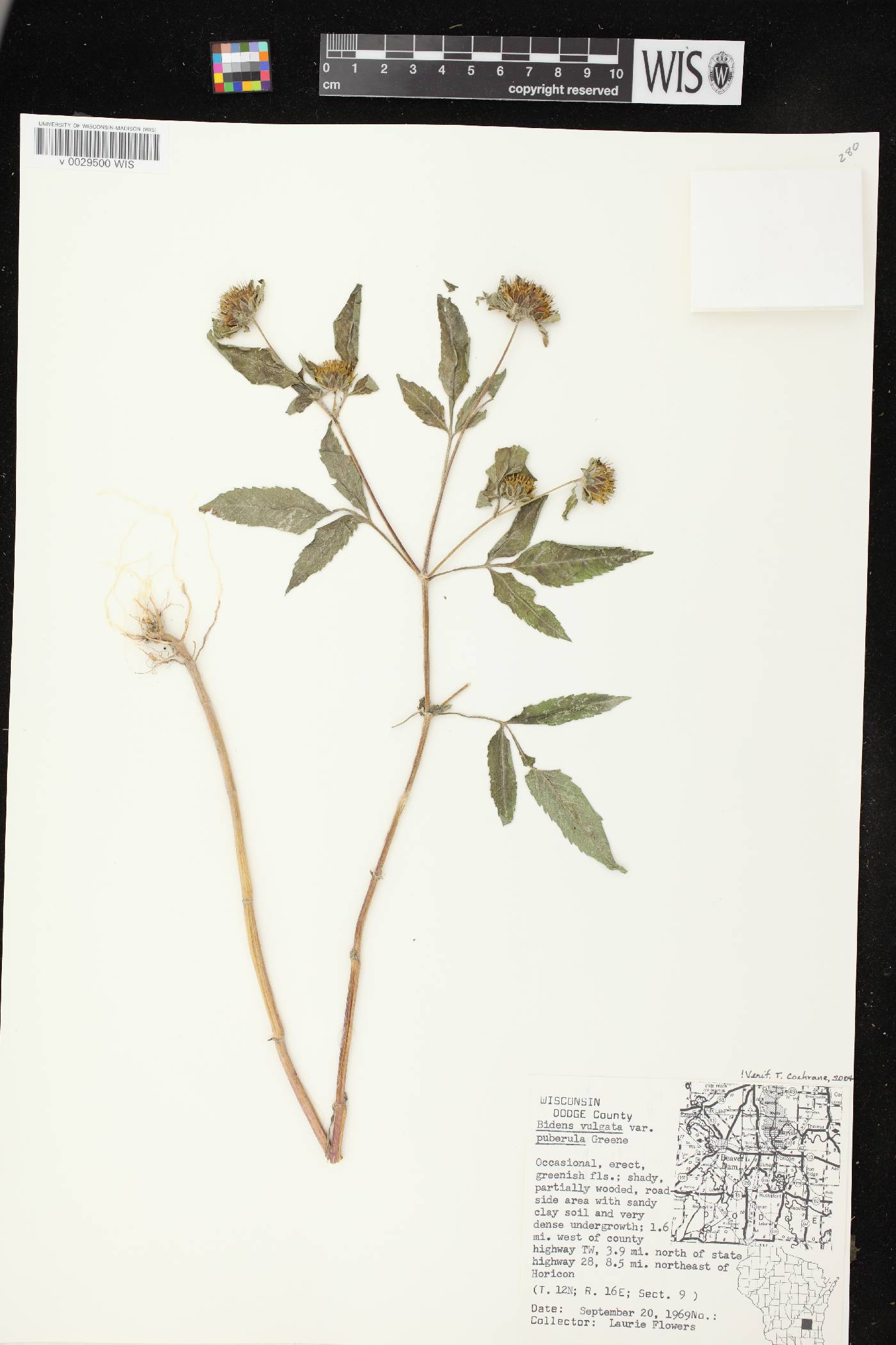 Bidens vulgata image