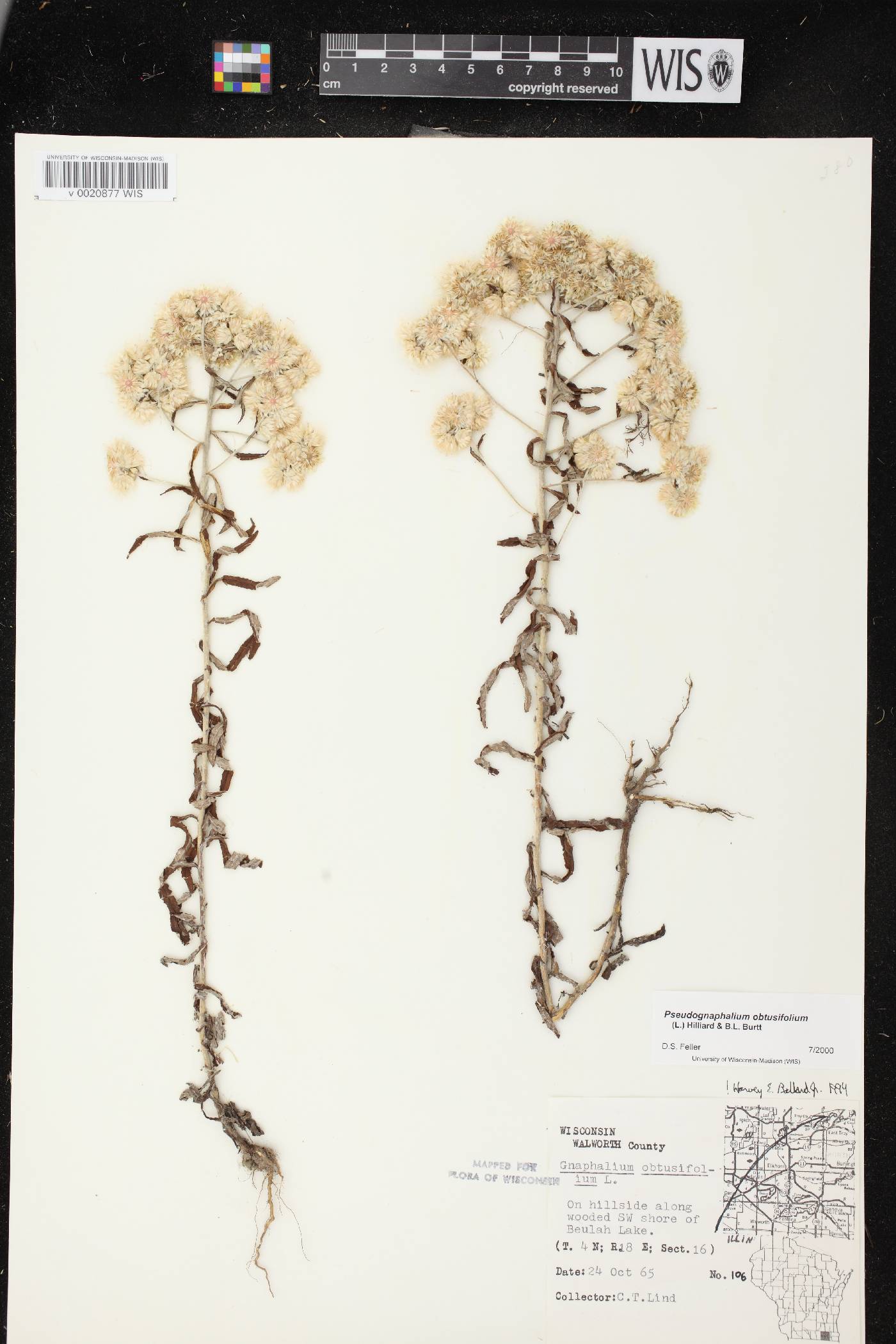Pseudognaphalium obtusifolium image