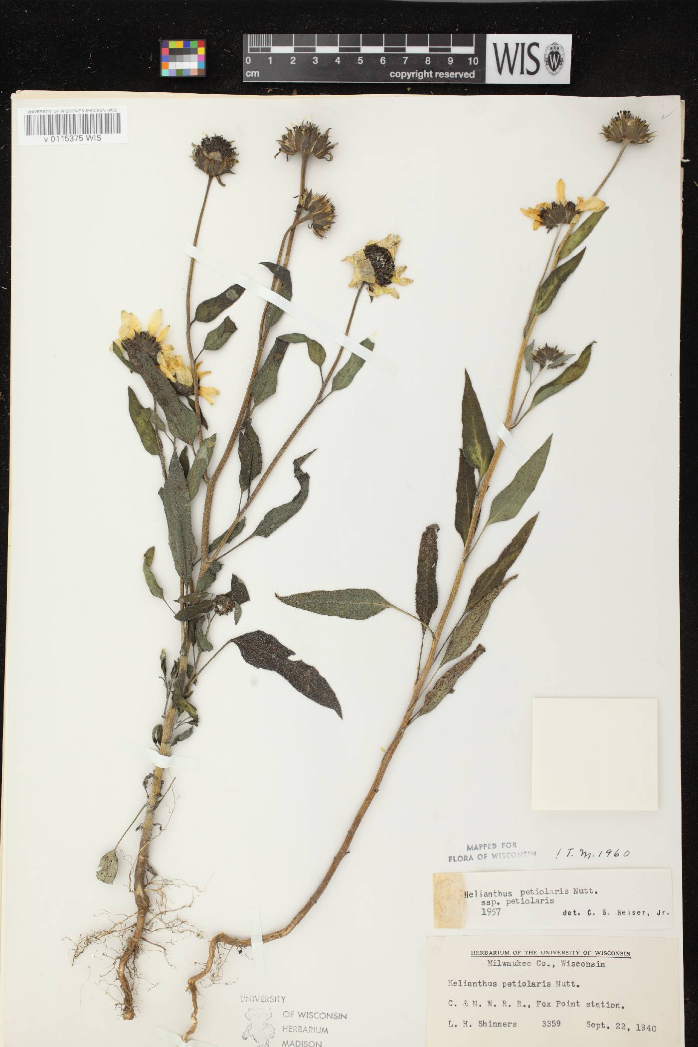 Helianthus petiolaris subsp. petiolaris image