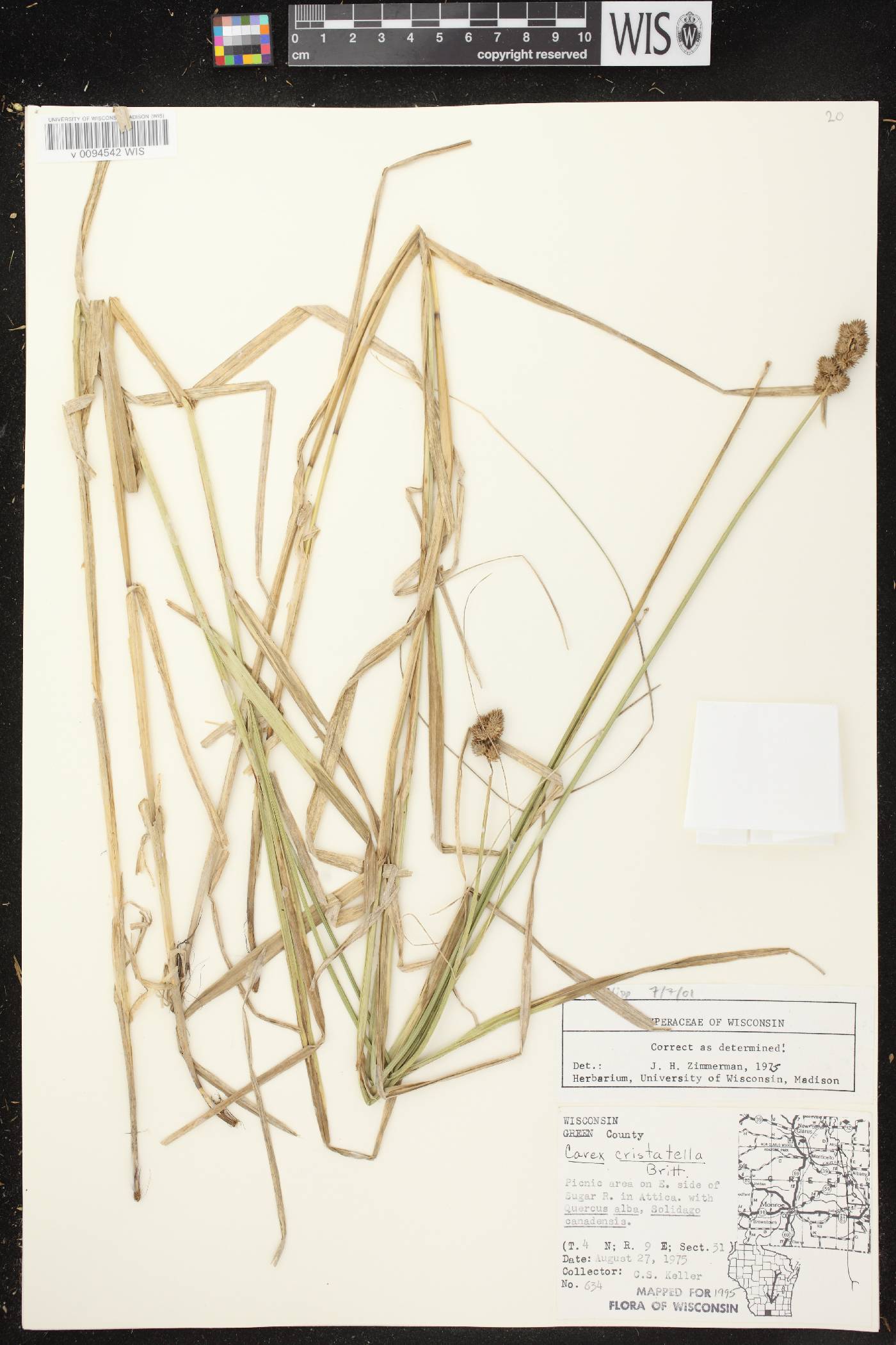 Carex cristatella image