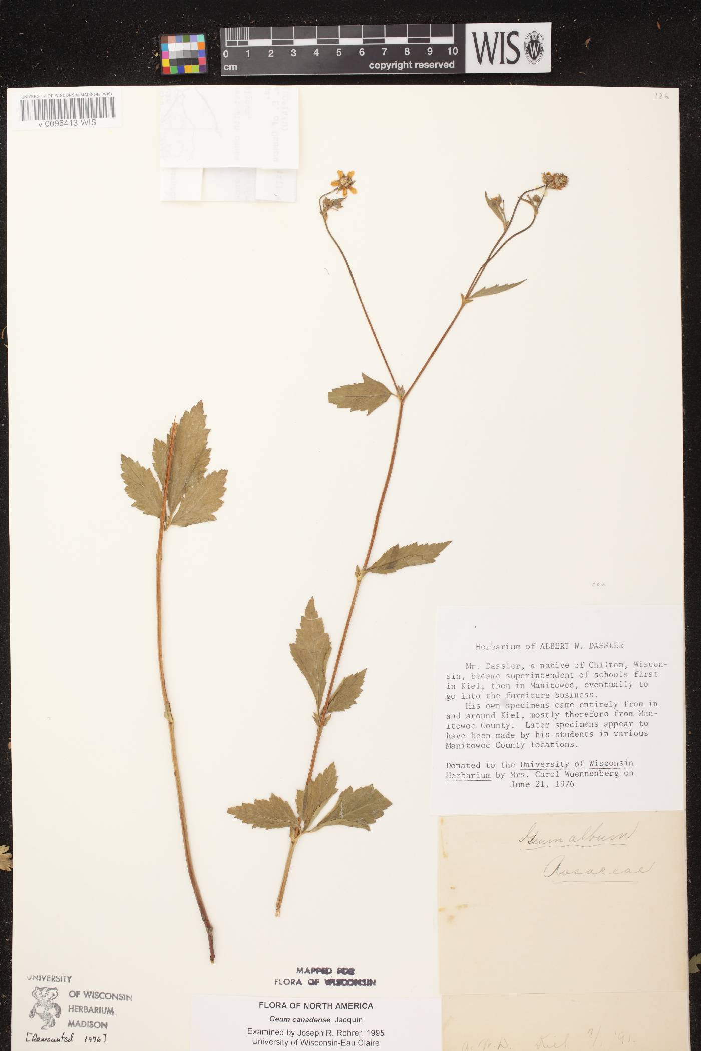 Geum canadense image