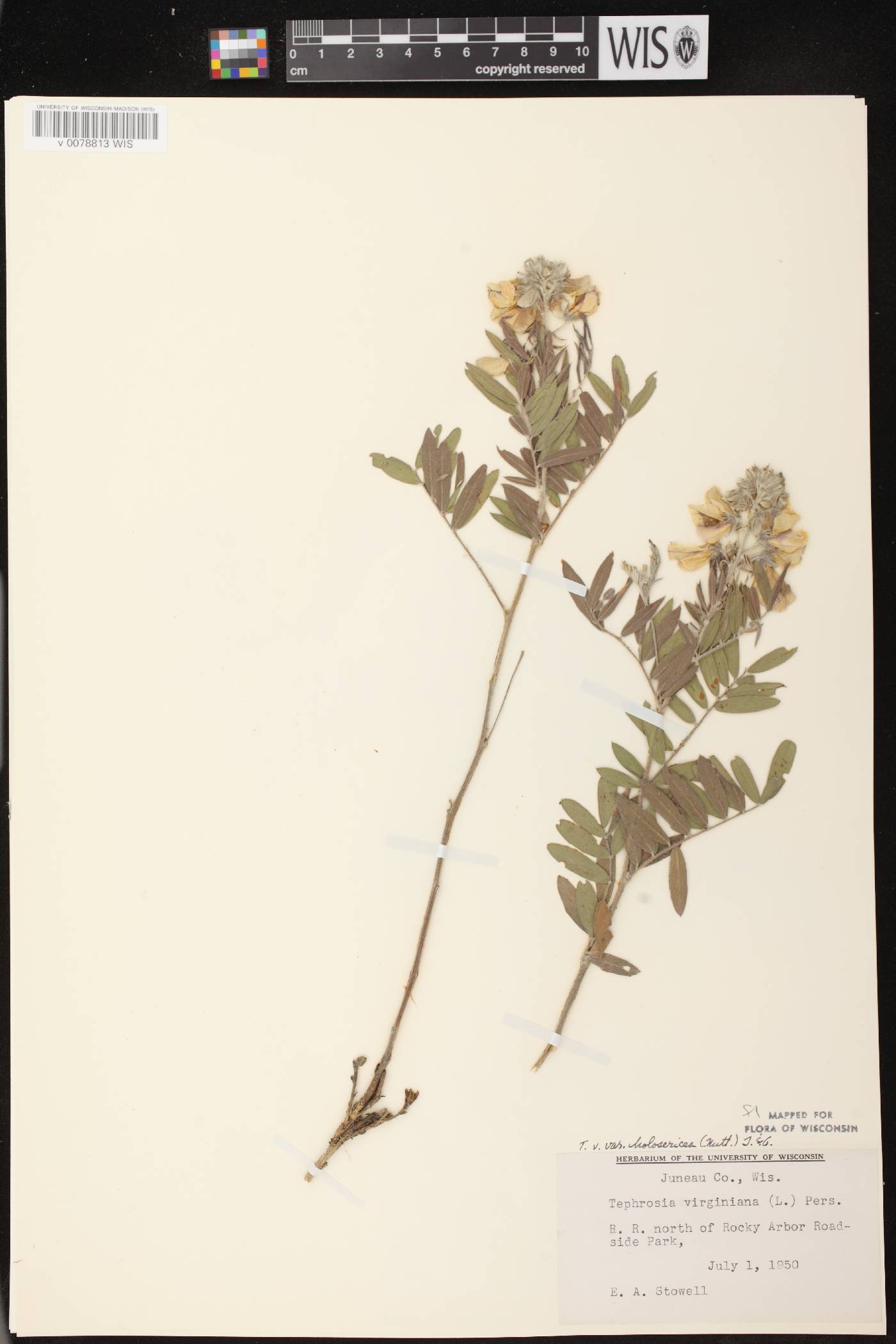 Tephrosia virginiana image